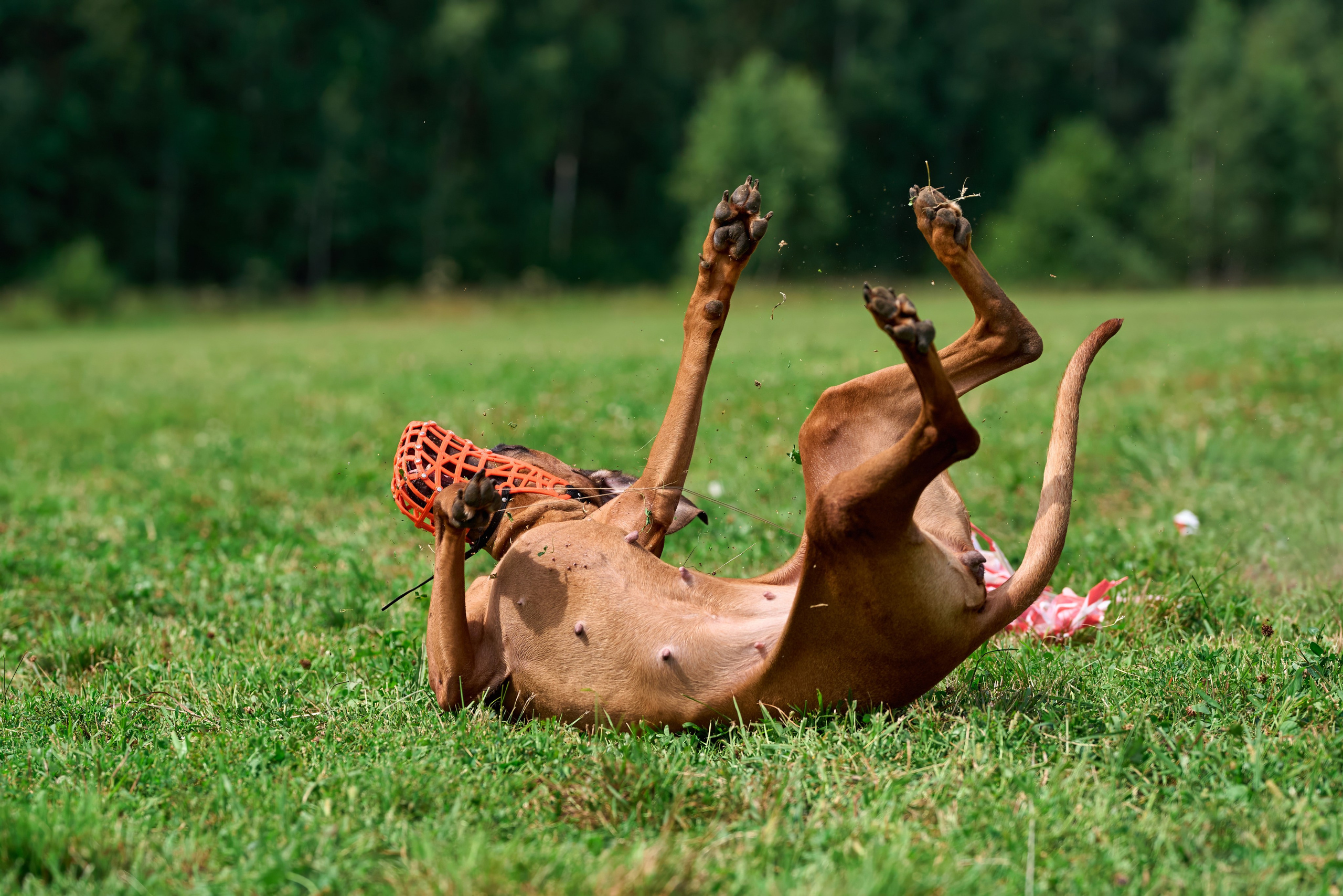 Тренировка в Донино. Фотограф-анималист Михаил Манухин