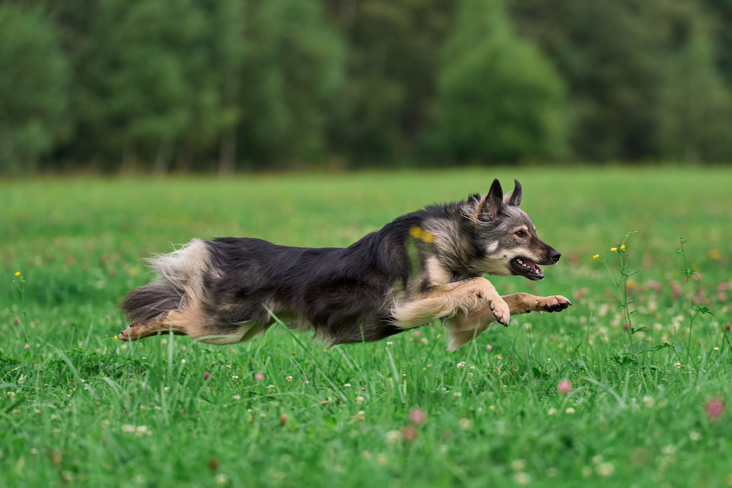 Тренировка в Донино. Фотограф-анималист Михаил Манухин
