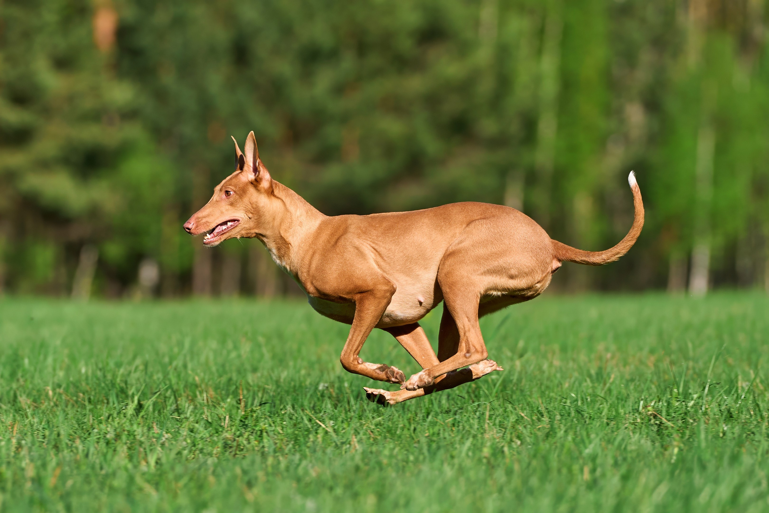 Тренировка по курсингу Донино. Фотограф-анималист Михаил Манухин