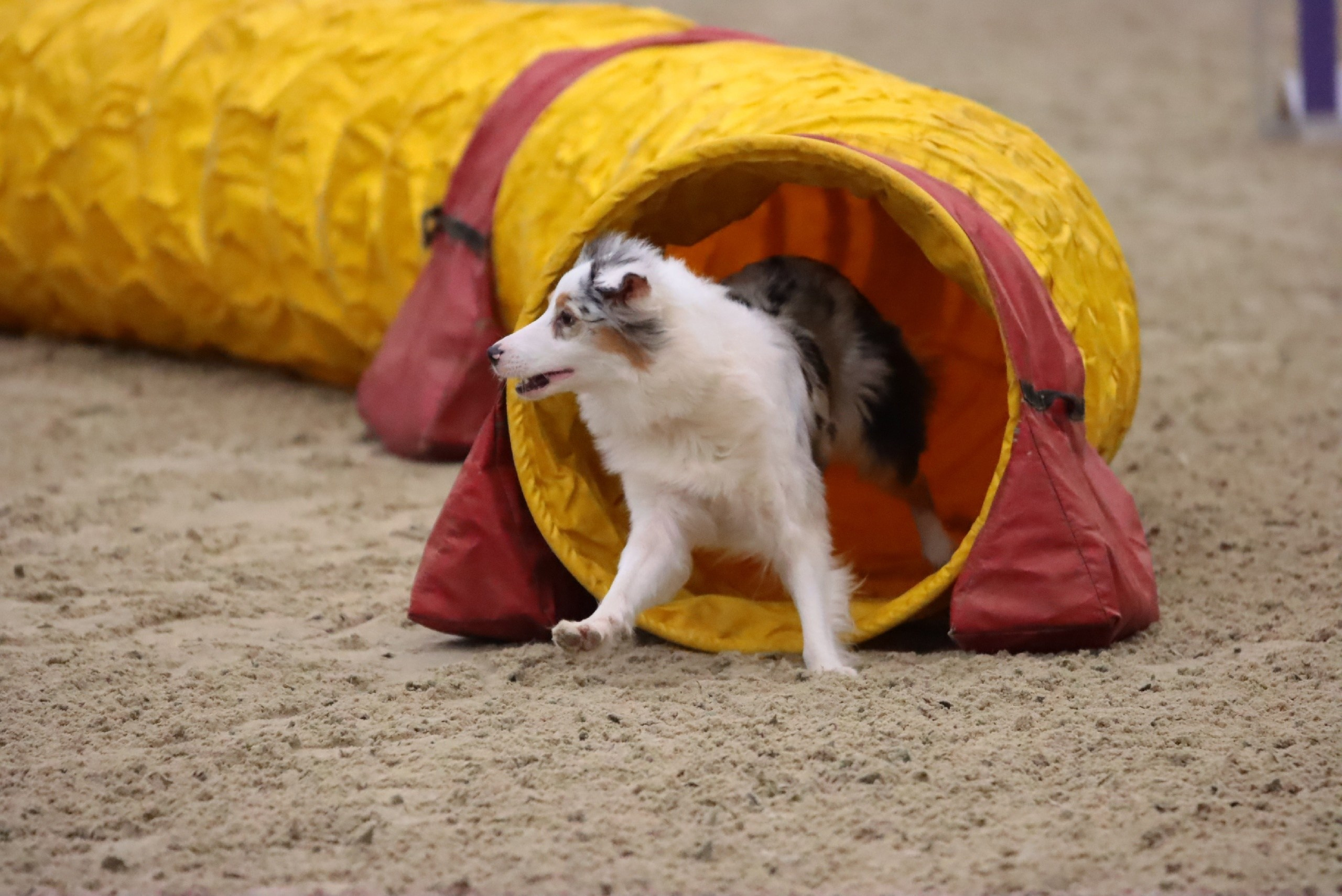 Кайса. BLGKV питомник собак