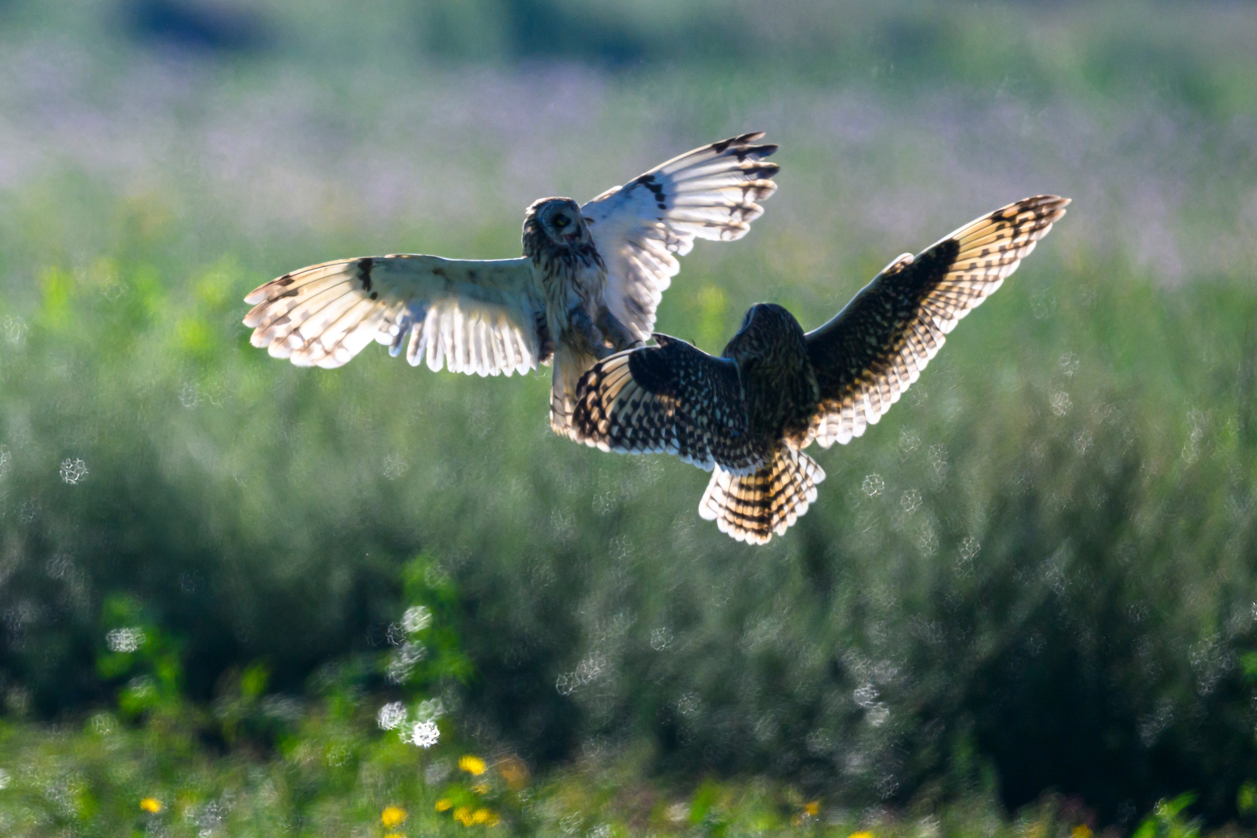 Первая охота совят. The first hunt of owlets. Фотограф Сергей Пупонин