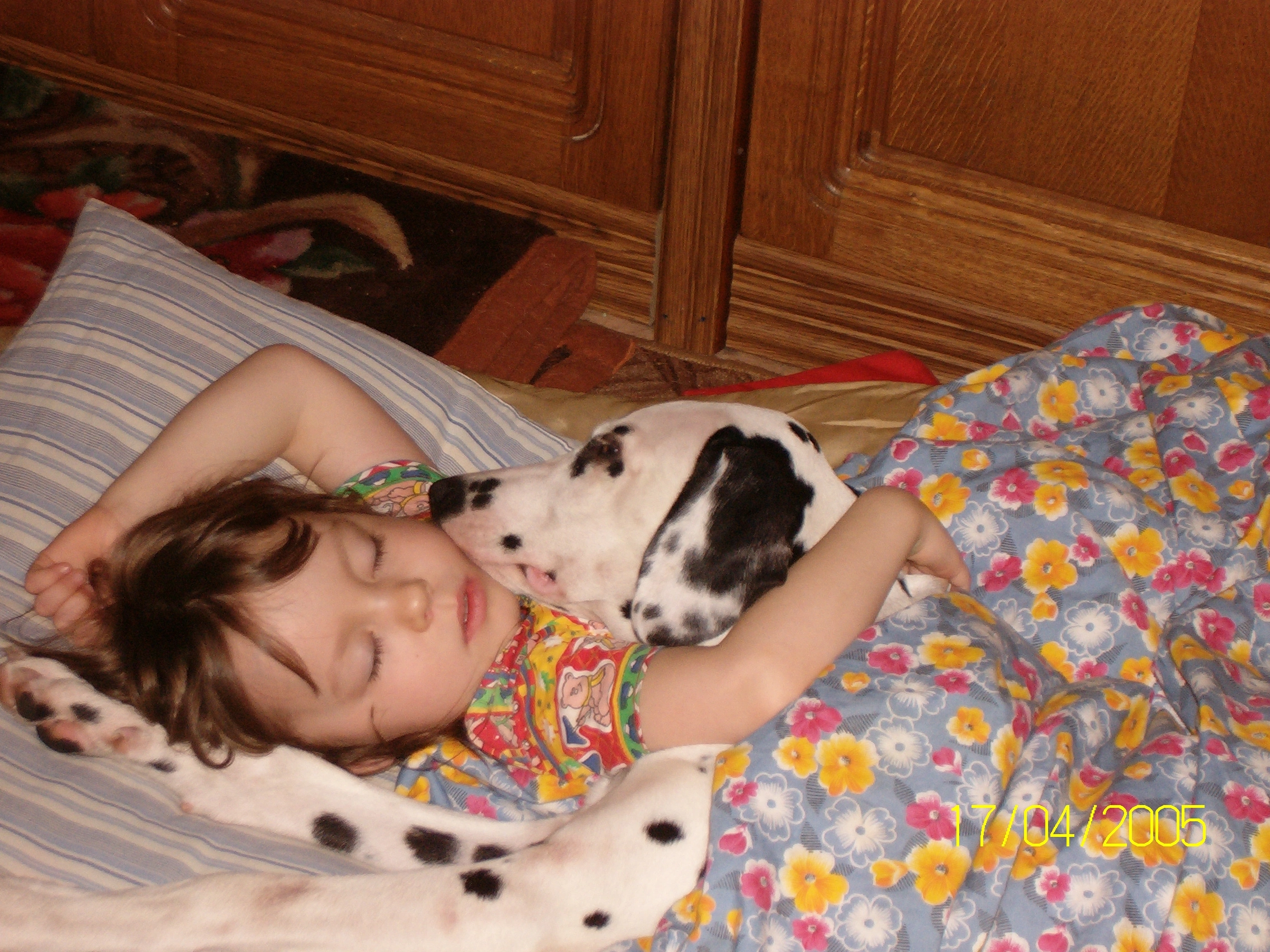 Обо мне. Фотограф-анималист в Санкт-Петеребурге Титова Алиса