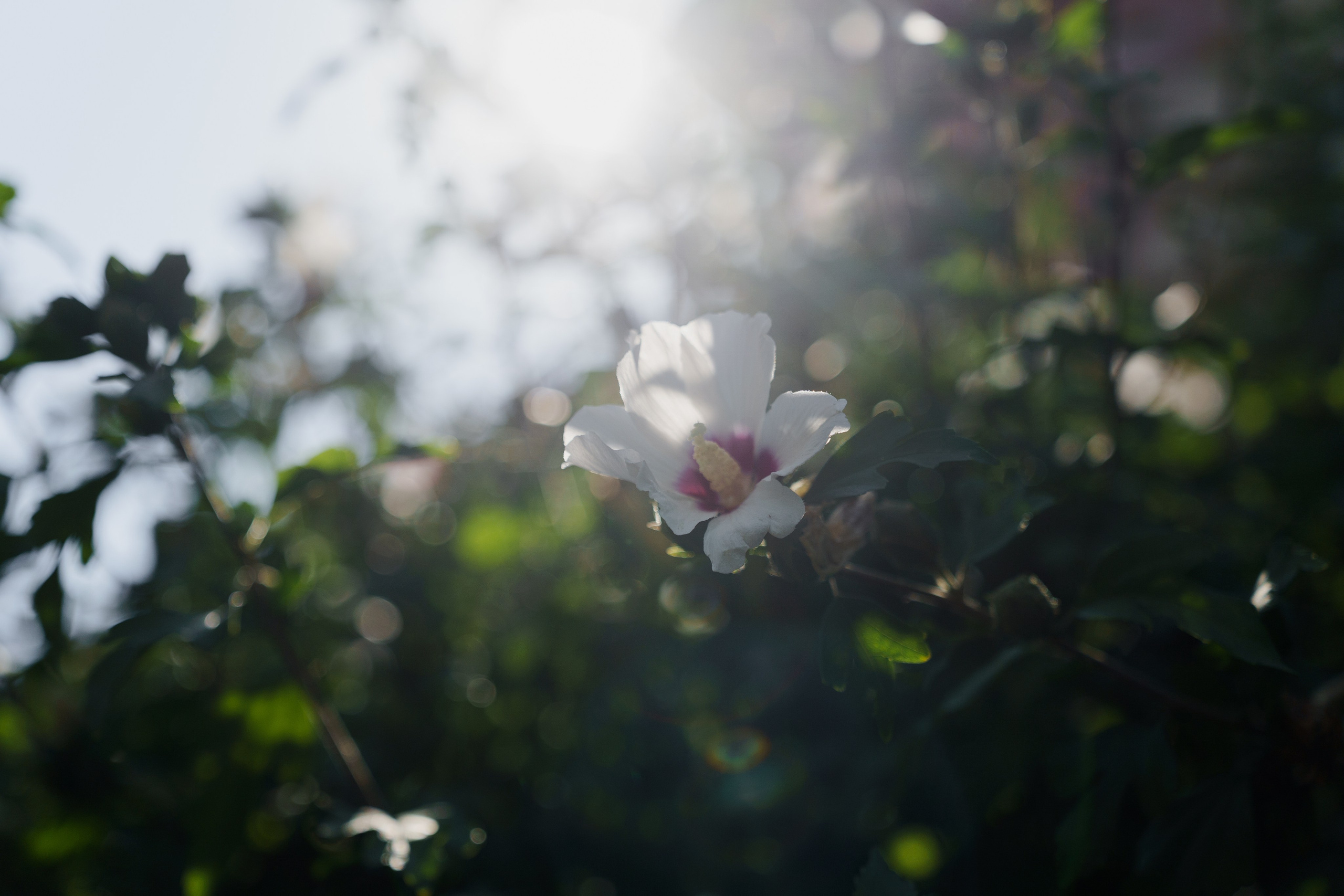 Сватовство в Краснодаре от лучших свадебных фотографов и операторов ТВИНС СТУДИО. ТВИНС СТУДИО — лучшие свадебные фотографы и видеографы в Краснодаре