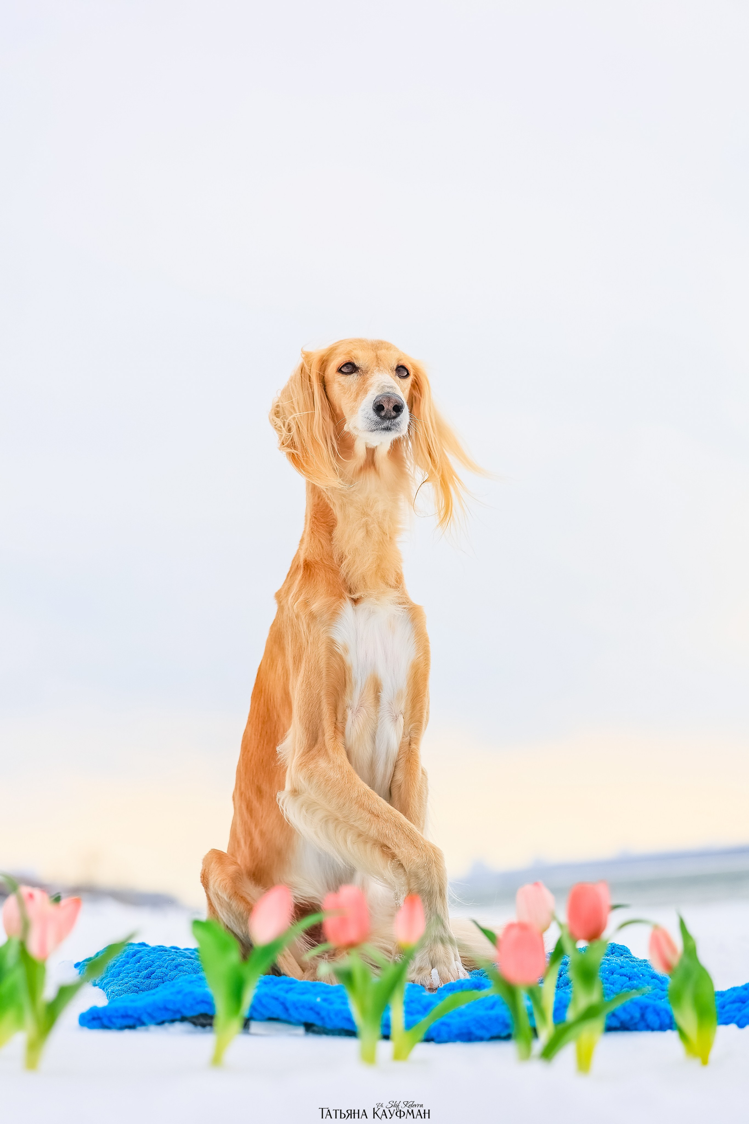 Салюки Флай и Лира. Фотограф Анималист из Новосибирска Татьяна Кауфман