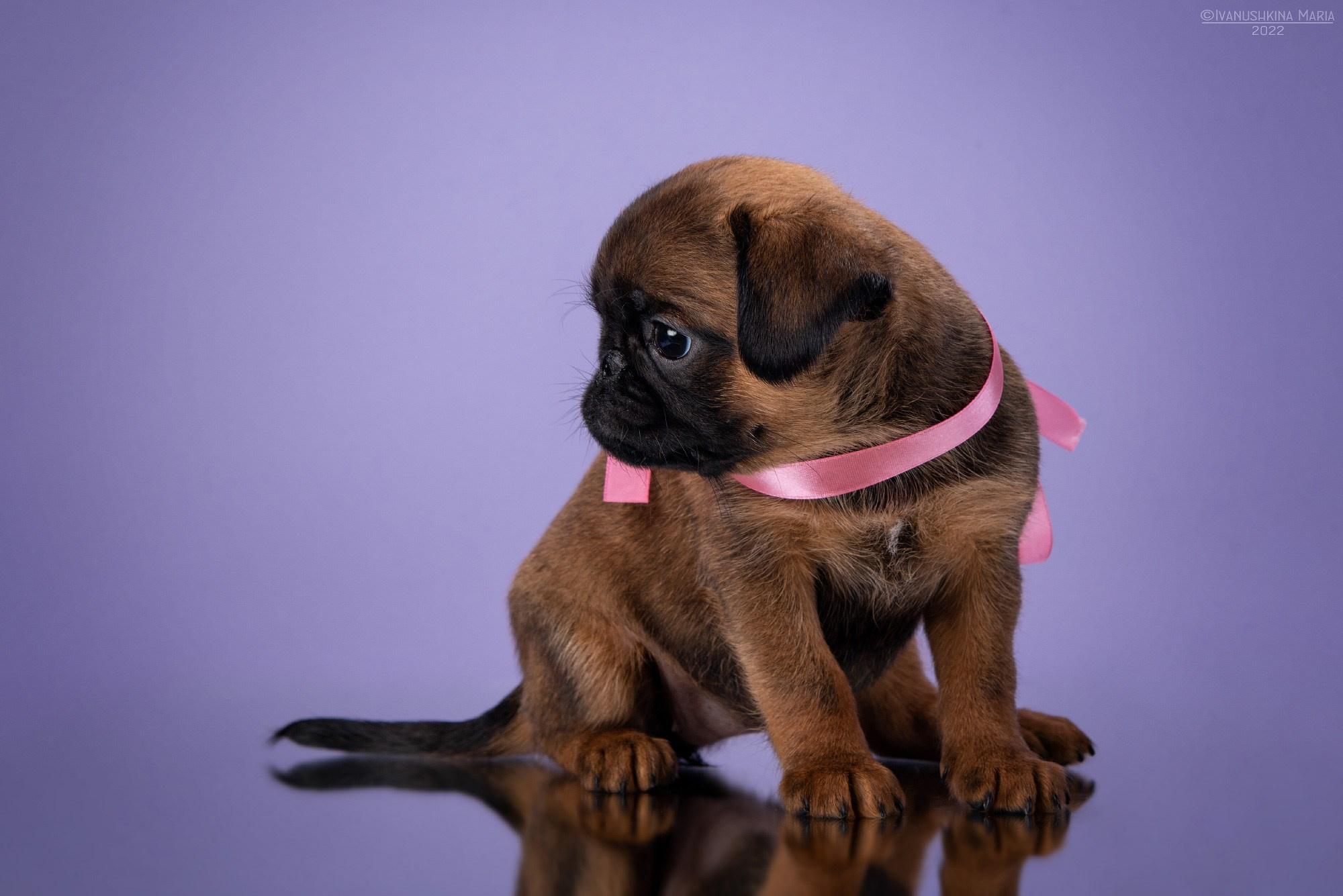 Фотосессия щенков на фонах. Фотограф собак в Москве и Московской области Иванушкина Мария