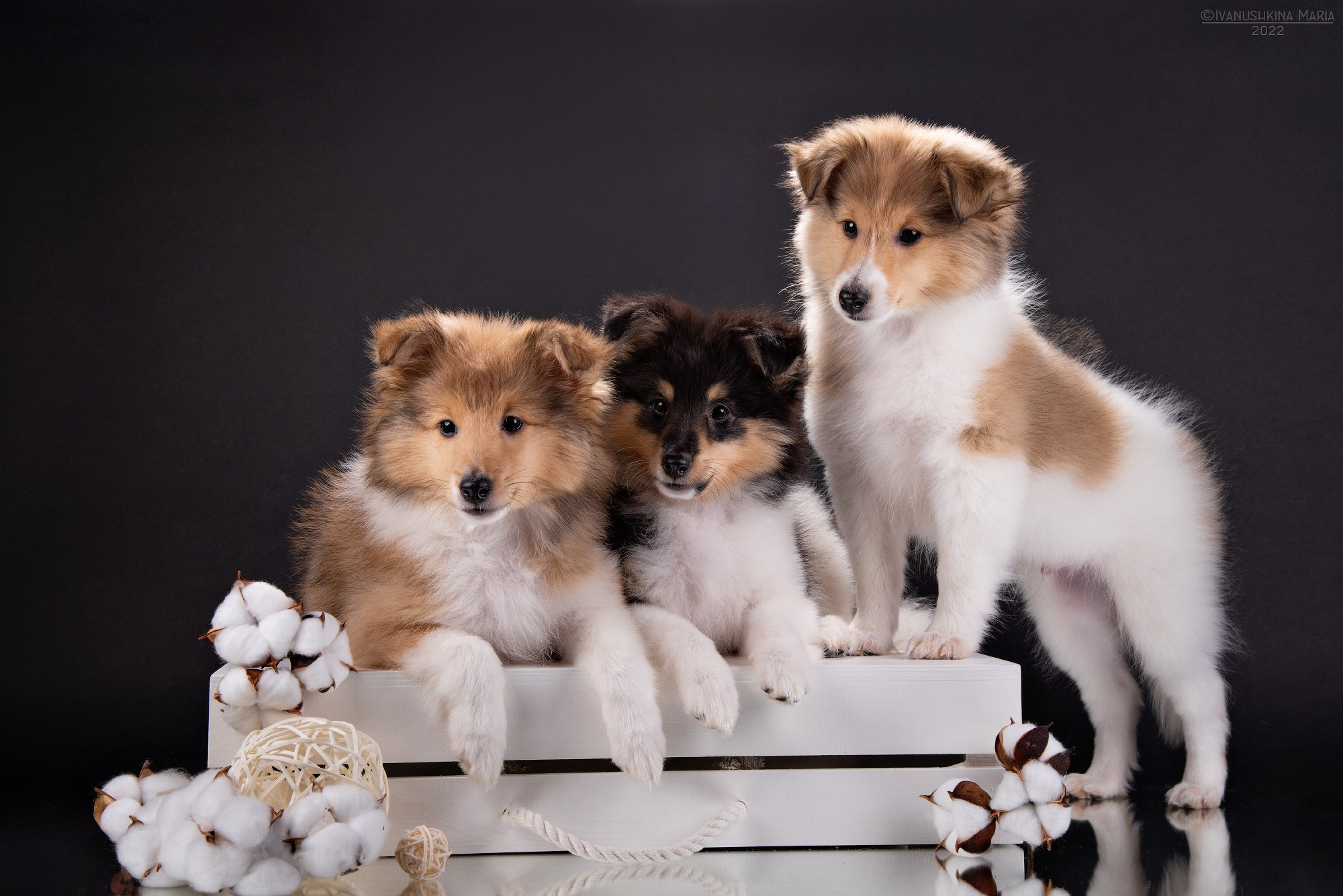 Фотосессия щенков на фонах. Фотограф собак в Москве и Московской области Иванушкина Мария