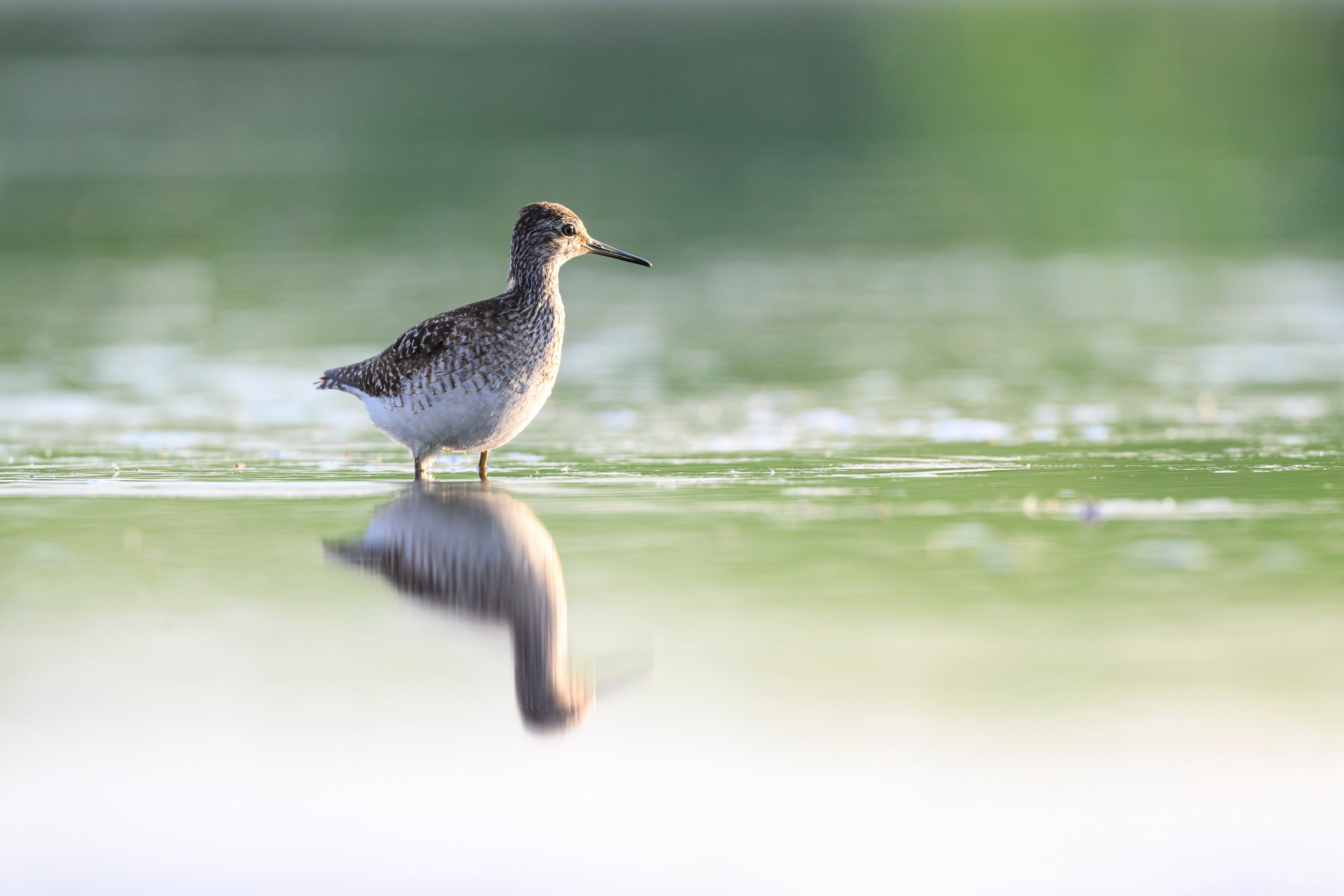 Поручейники и щеголь. Wildlife photography by Sergey Puponin