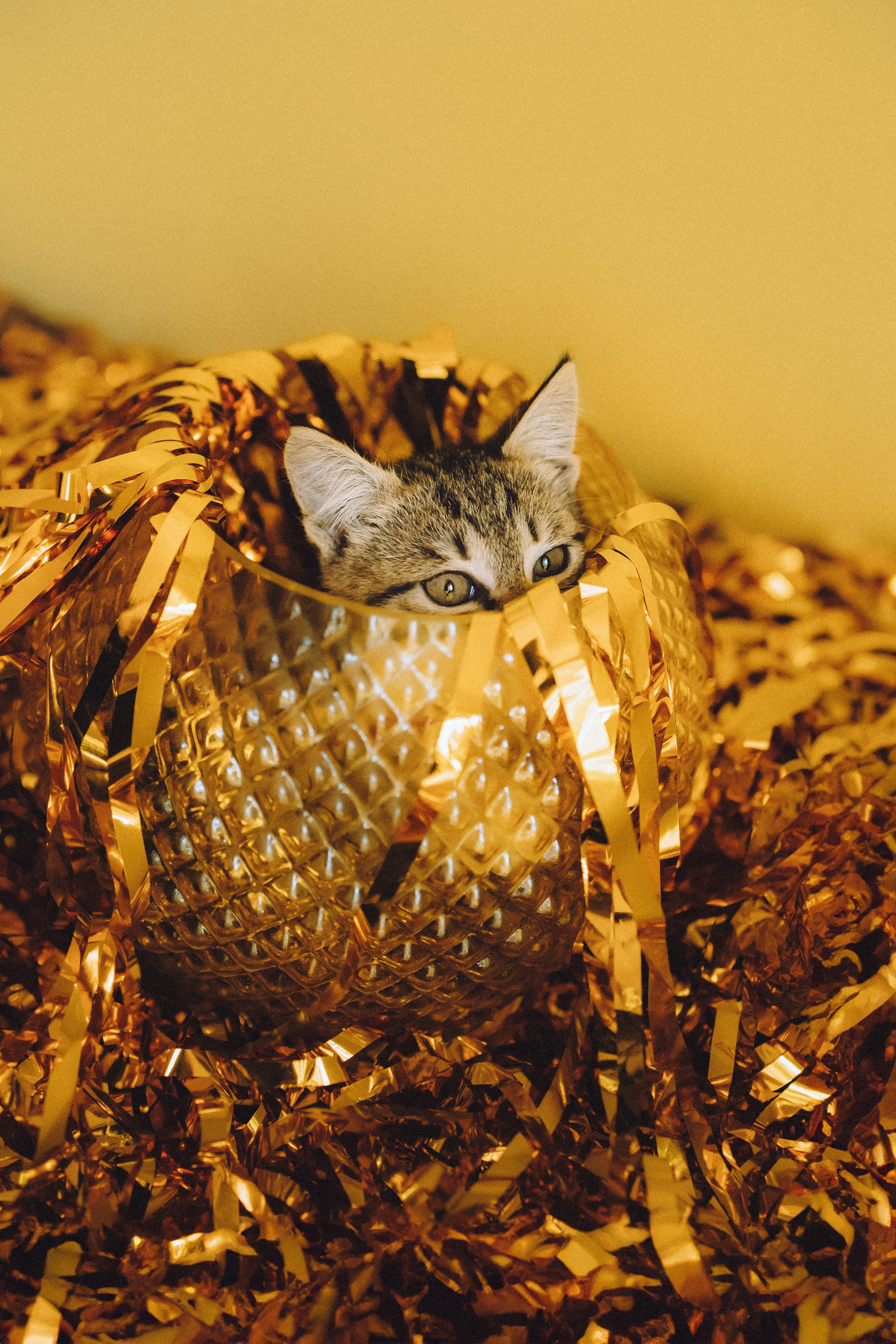 Более 30 идей для фотосессии с котенком