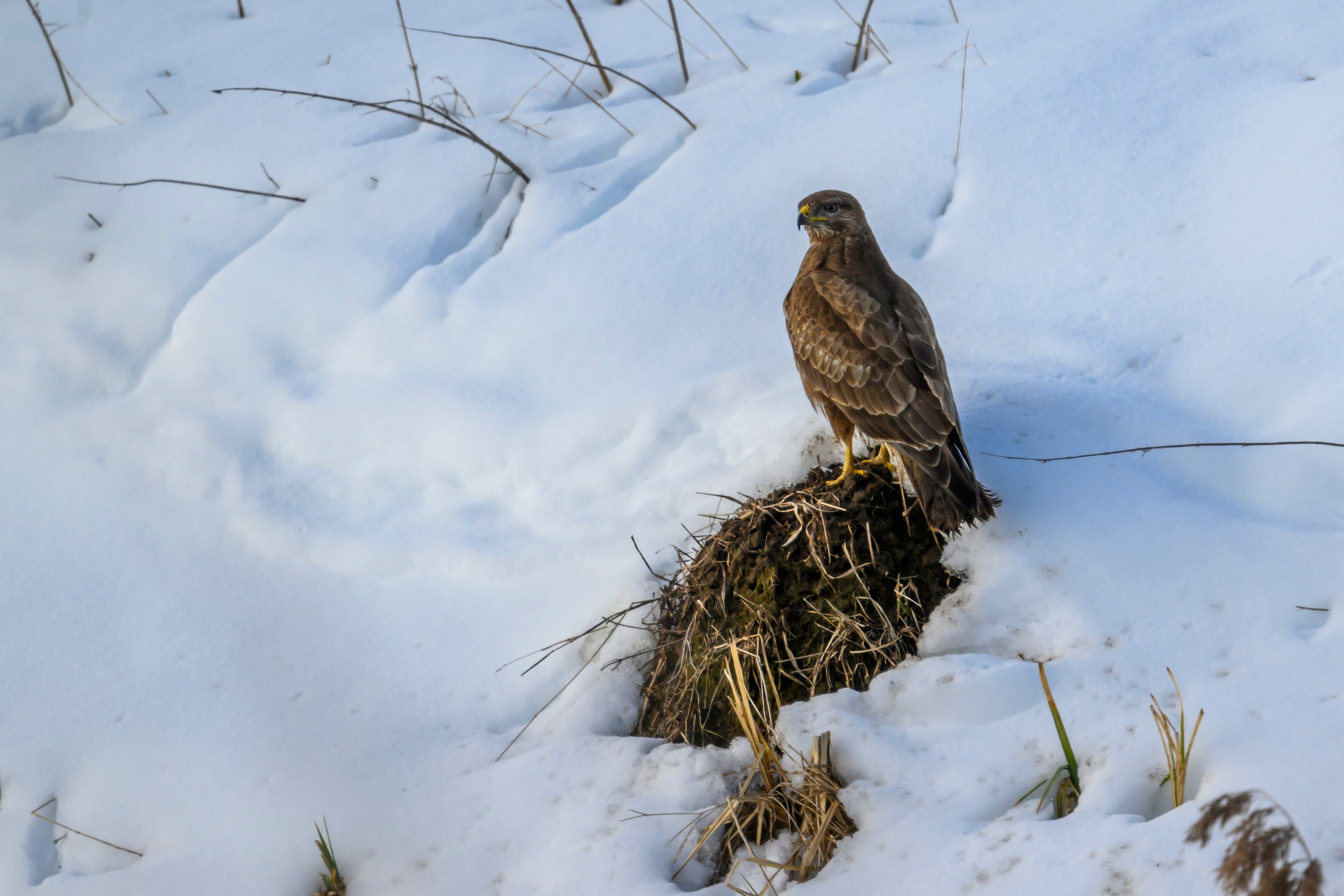 Сова, журавли и свадьба чибисов. Wildlife photography by Sergey Puponin