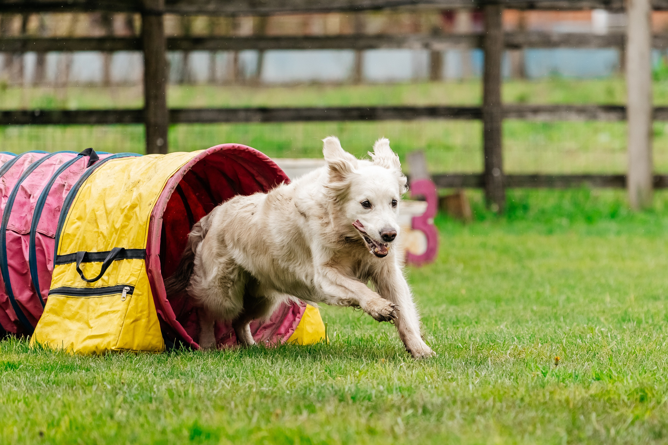 Портфолио animal. Фотограф — анималист Маргарита Хелбен Краснодар