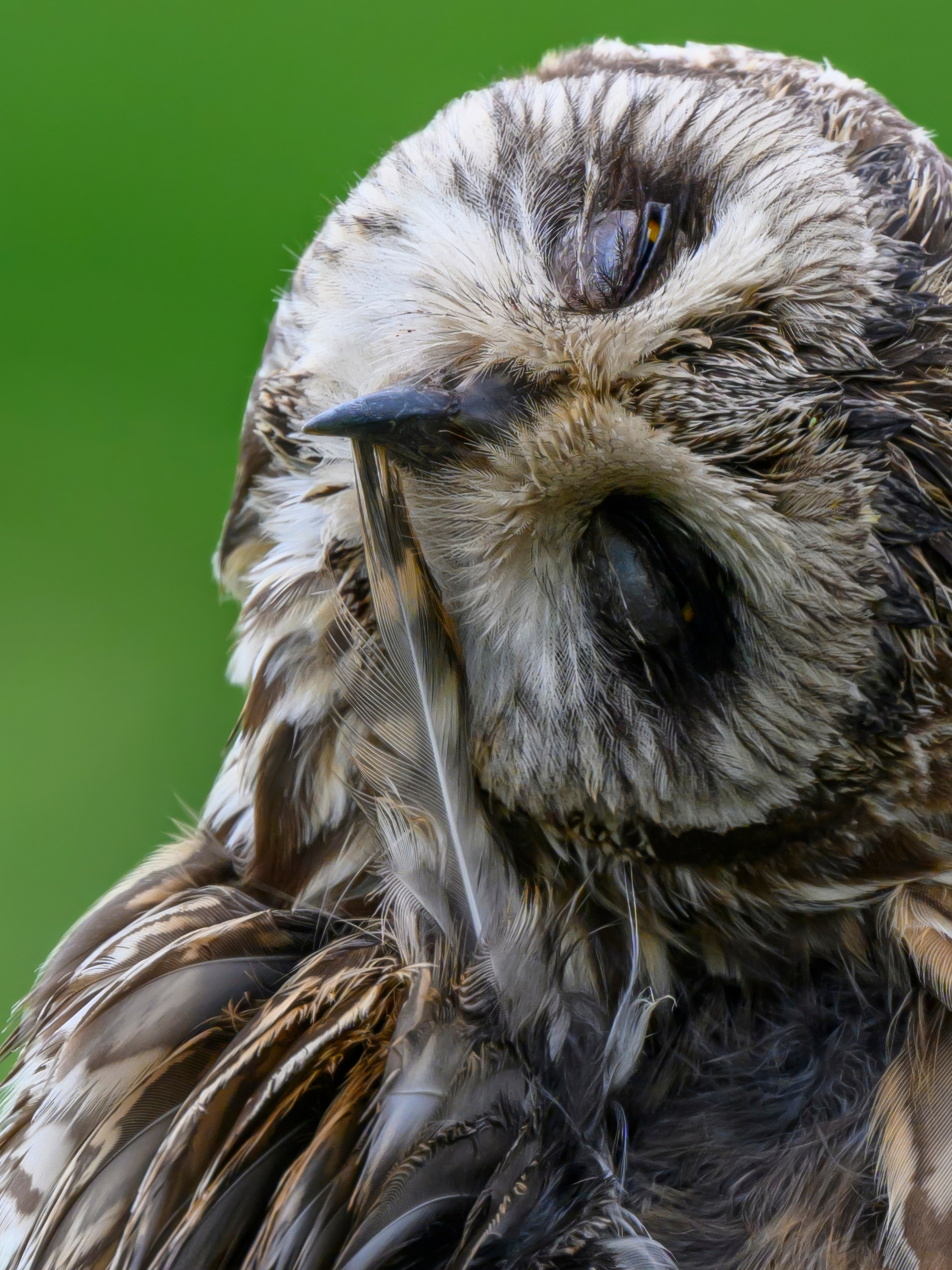 Эмоции совы. The emotions of the Owl. Wildlife photography by Sergey Puponin