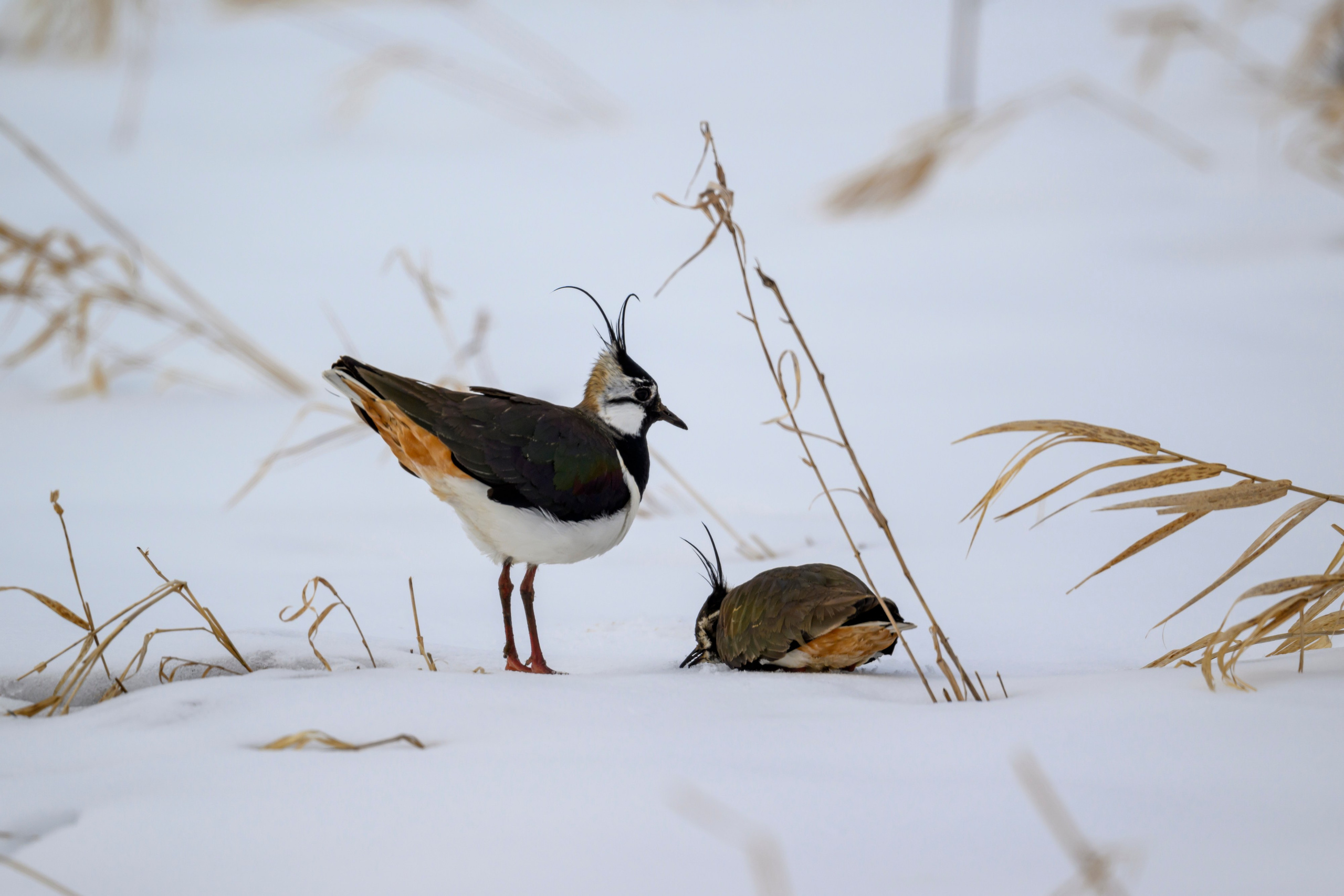 Сова, журавли и свадьба чибисов. Wildlife photography by Sergey Puponin