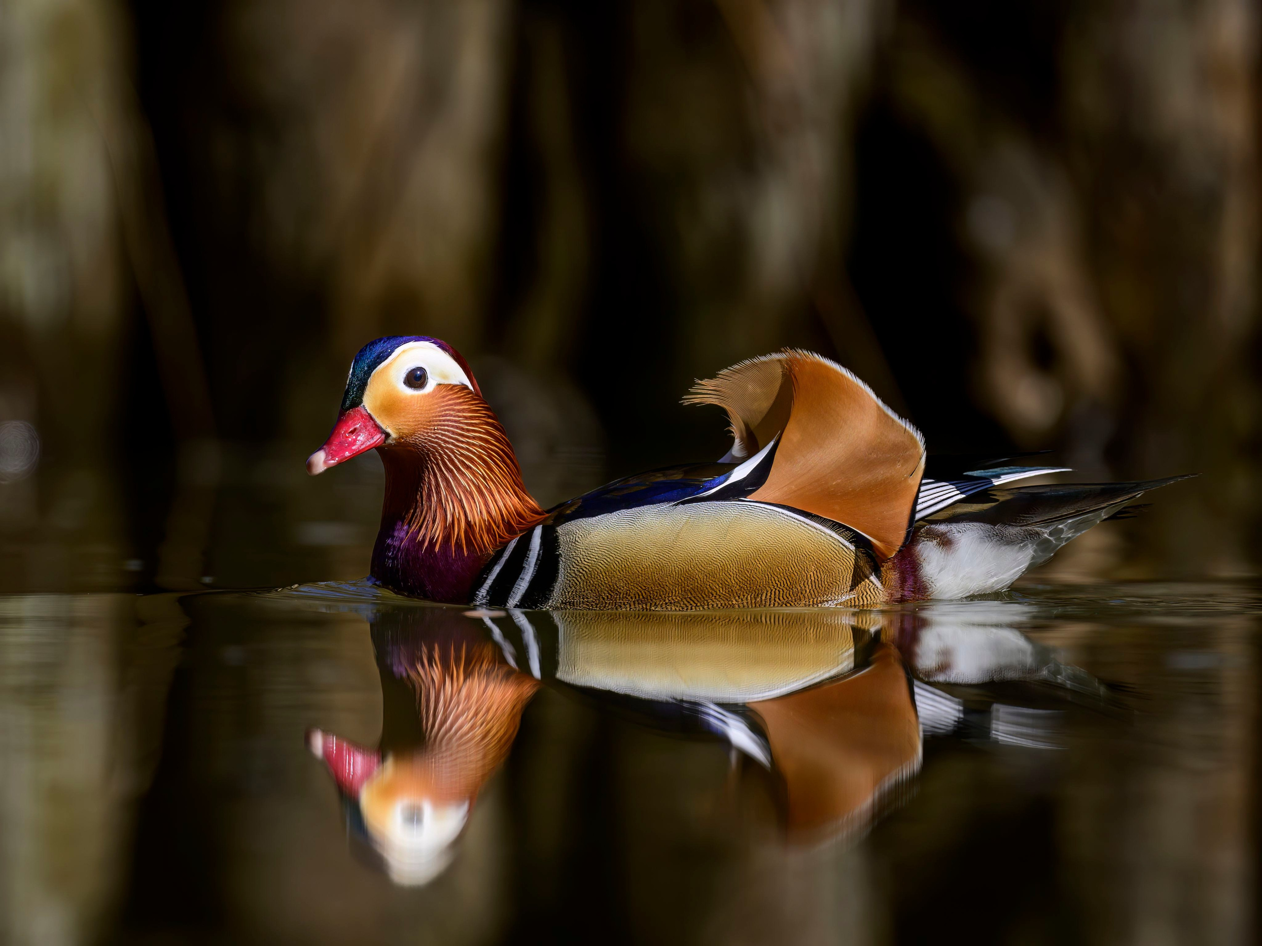 Мандаринки. Wildlife photography by Sergey Puponin