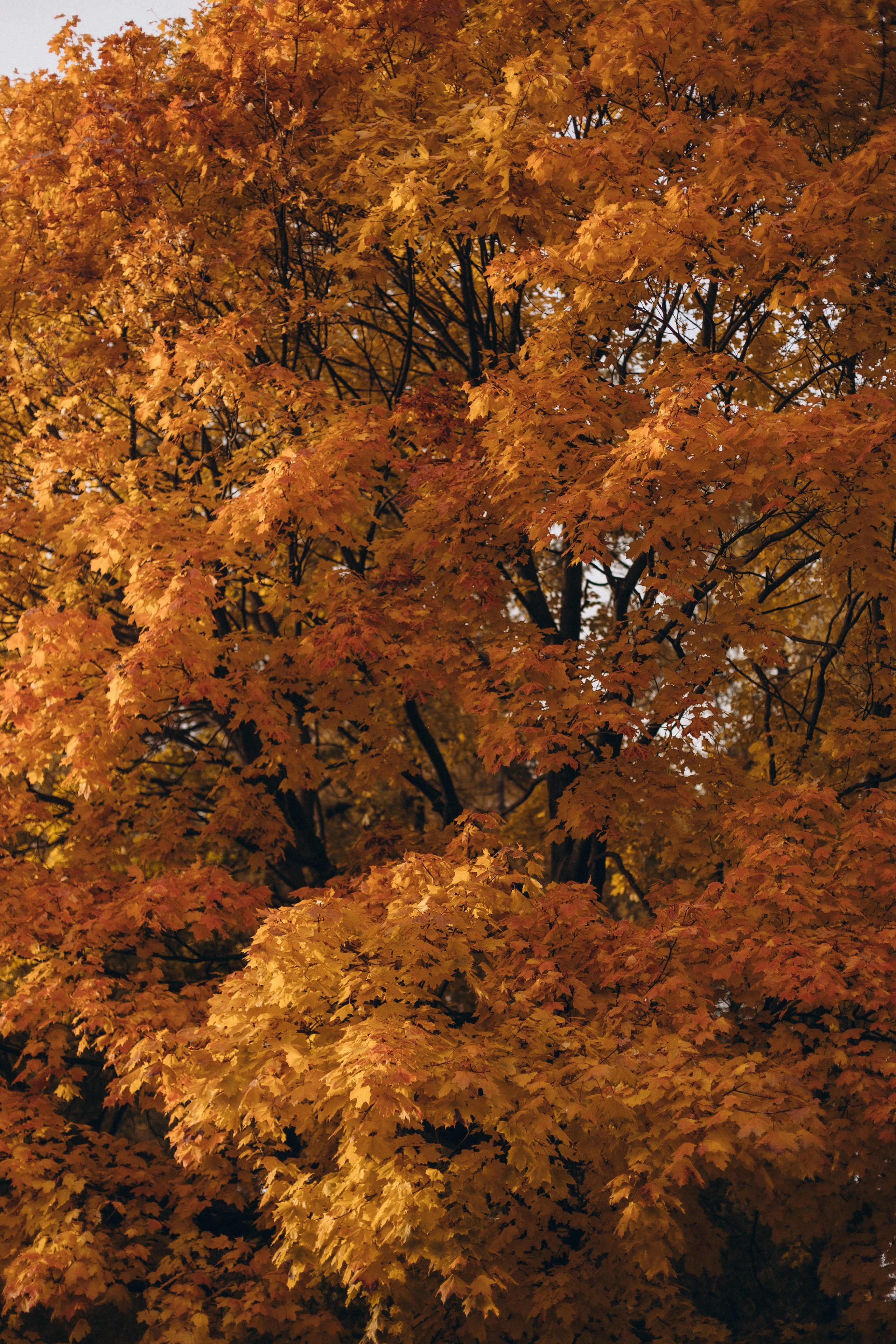 Лиза —осень