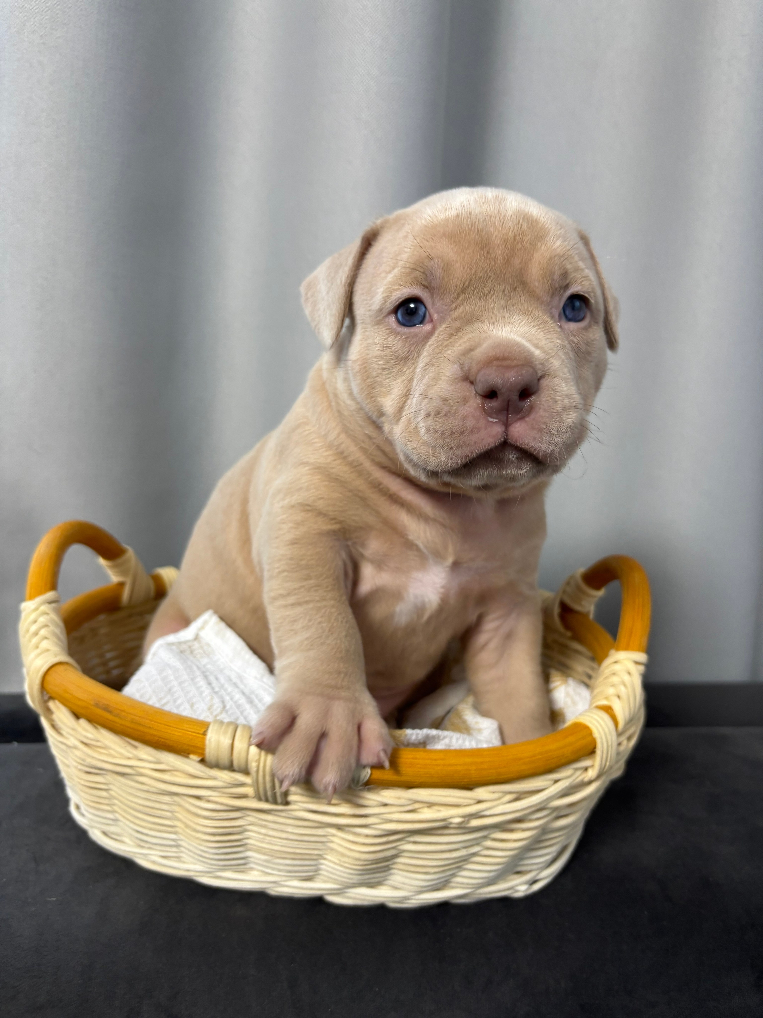 Помет Рич и Дося 04.02.25. Американский Булли в г. Ростов-на-Дону. Питомник THE POWER OF SIBERIA