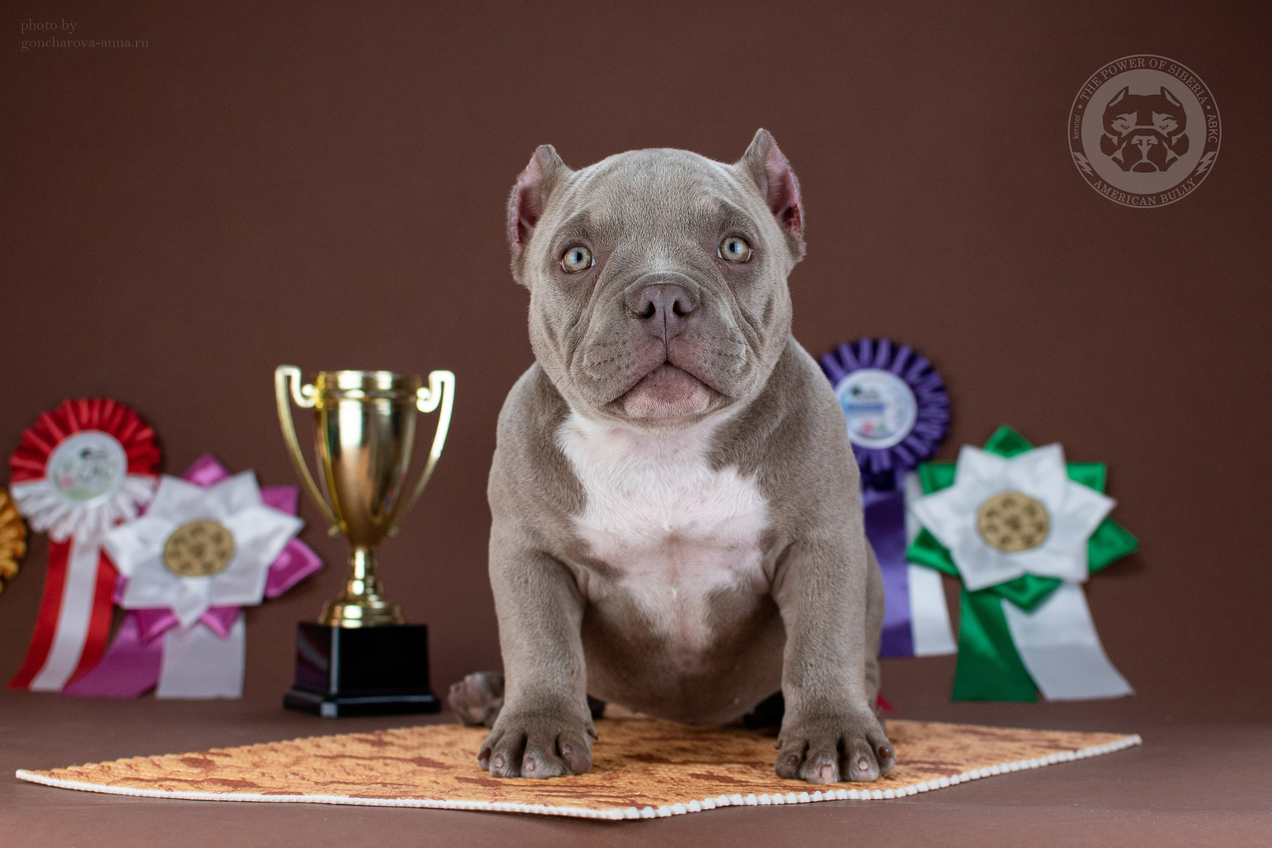 официальный питомник American Bully в Санкт-Петербурге