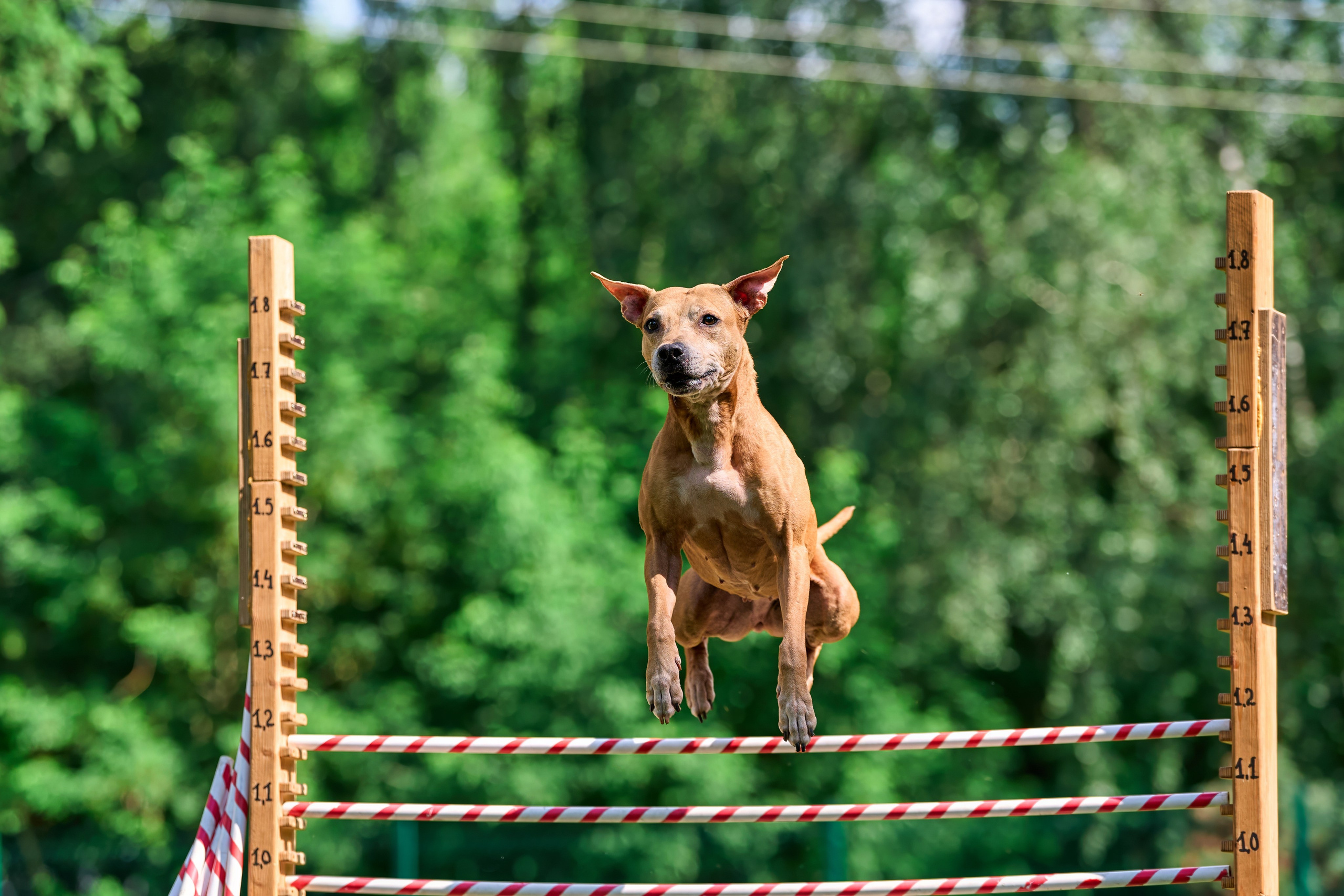 Двухдневные соревнования «Jump'n'Gym Fest — 2024». Фотограф-анималист Михаил Манухин