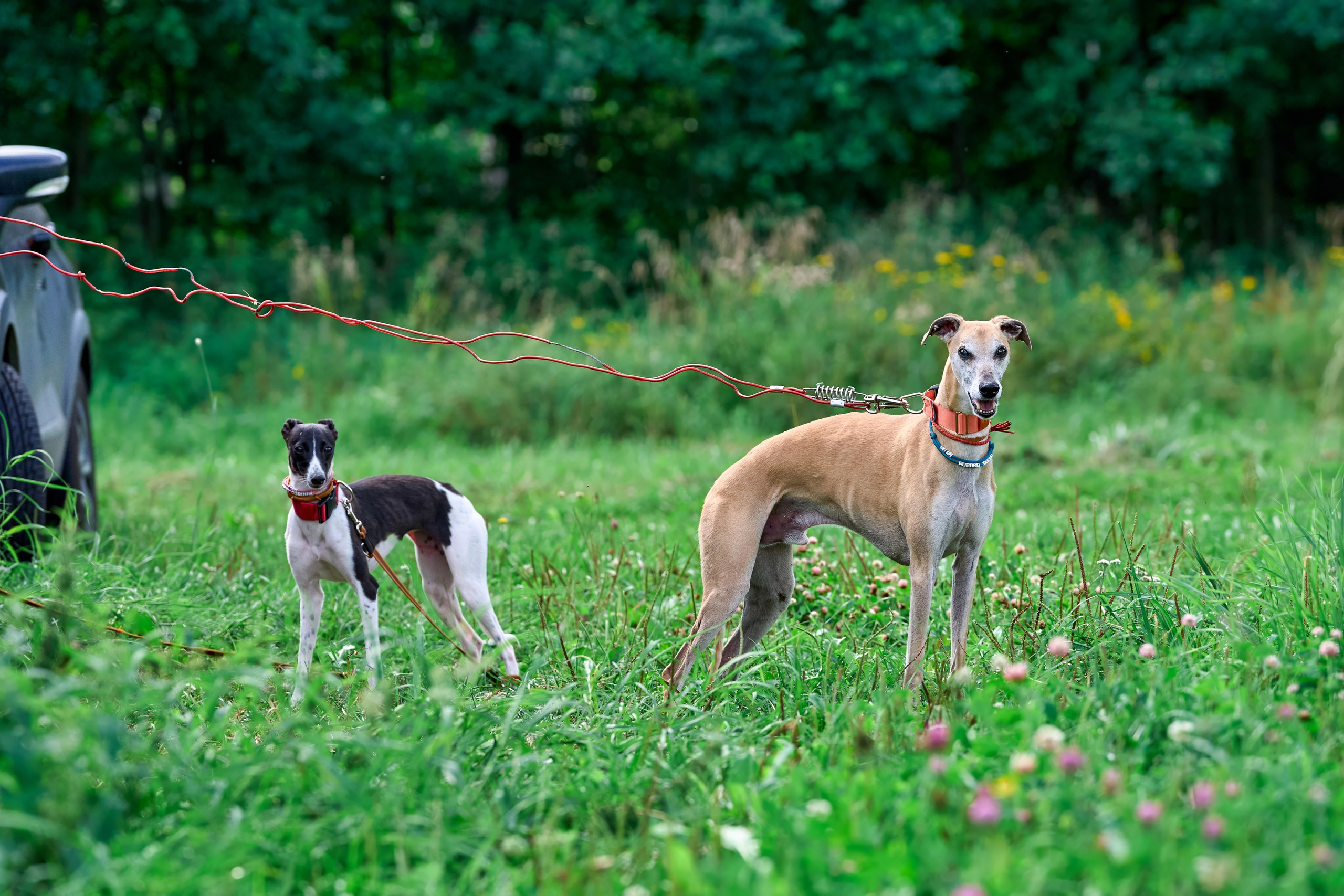 Тренировка в Донино. Фотограф-анималист Михаил Манухин