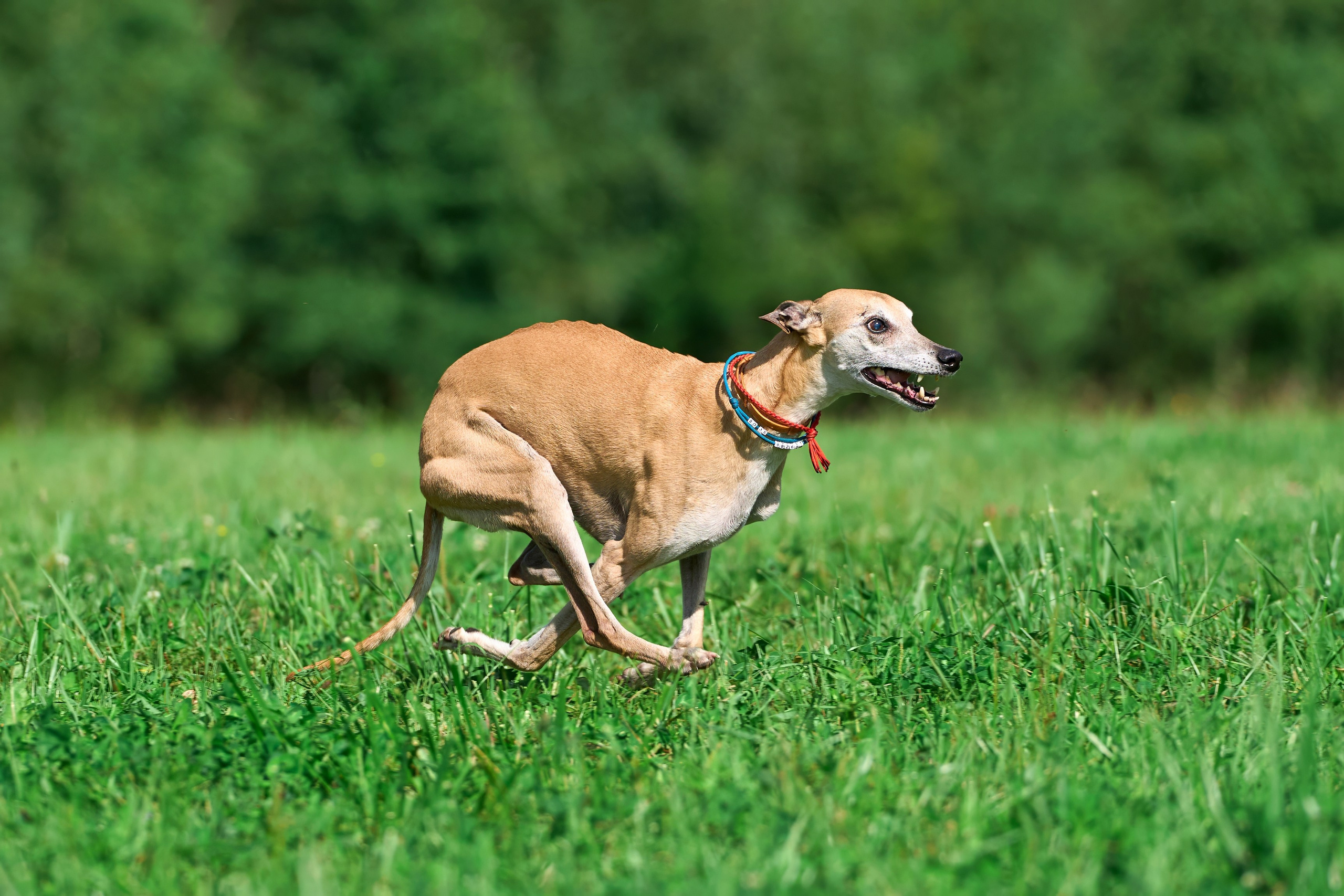 Тренировка в Донино. Фотограф-анималист Михаил Манухин