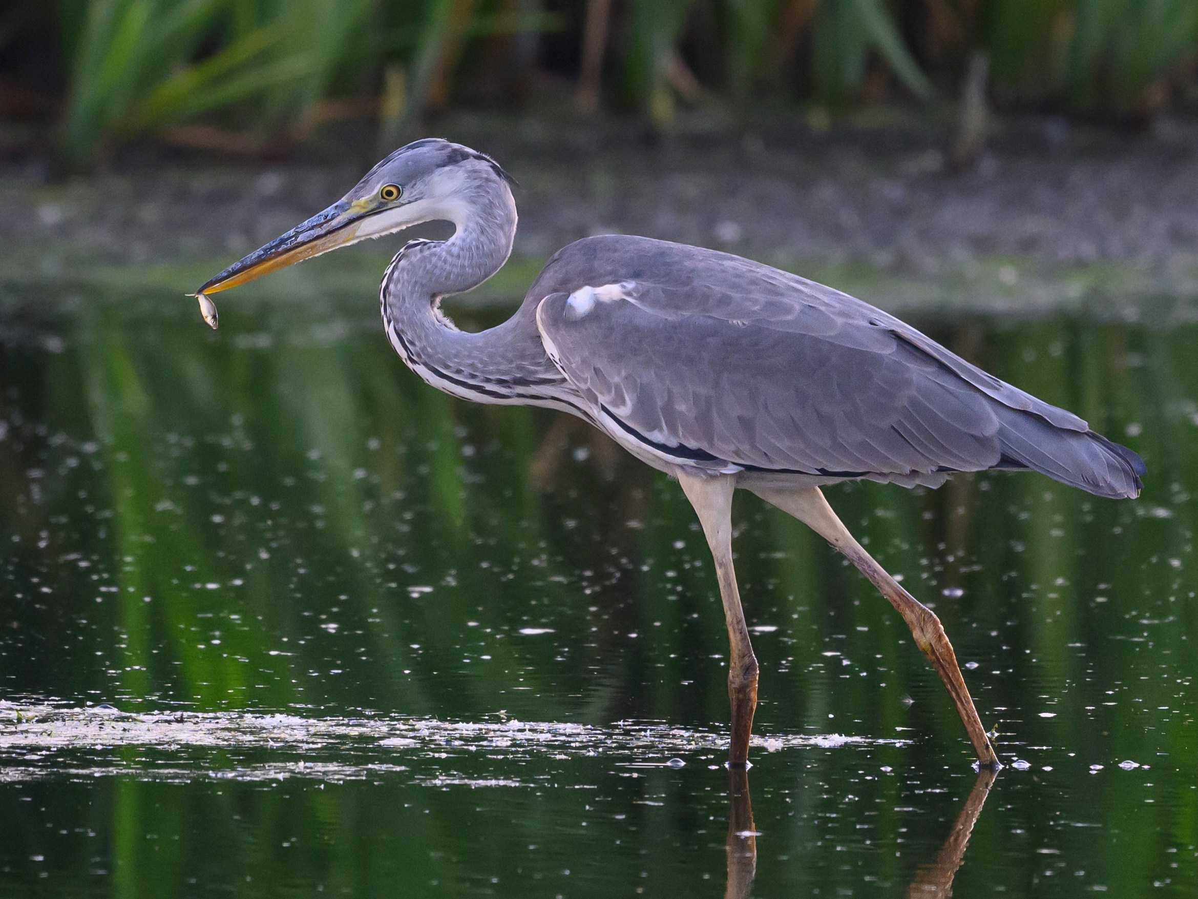 Рыбалка цапли. Fishing of the Heron. Фотограф Сергей Пупонин