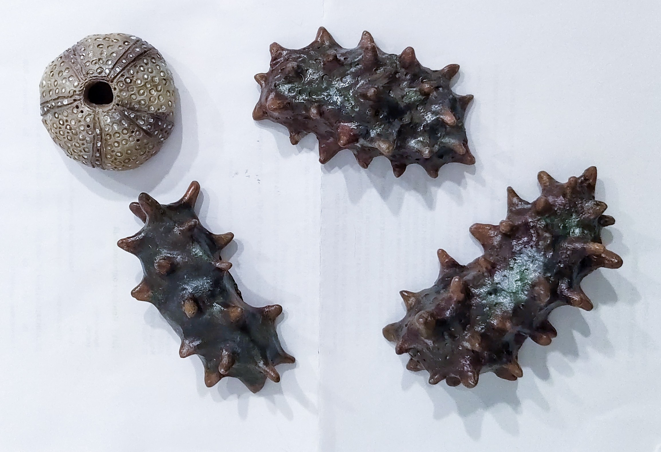 КУКУМАРИЯ-25. ПЕРСОНАЛЬНЫЙ ВЫСТАВОЧНЫЙ ПРОЕКТ. Художник, преподаватель дизайна, начинающий сценограф и режиссёр во Владивостоке