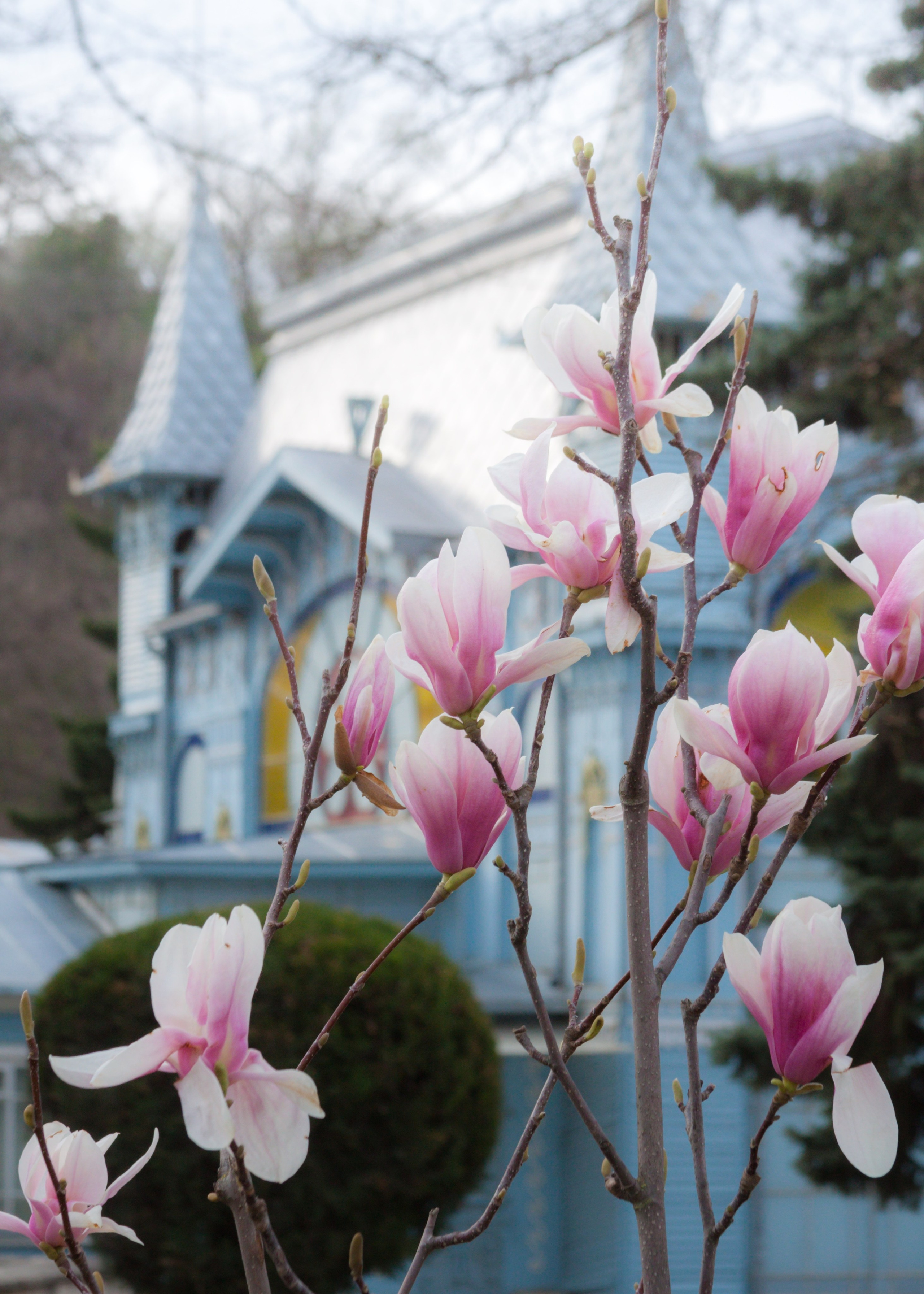 Как цветёт магнолия в Пятигорске. Пейзажный и архитектурный фотограф юга России
