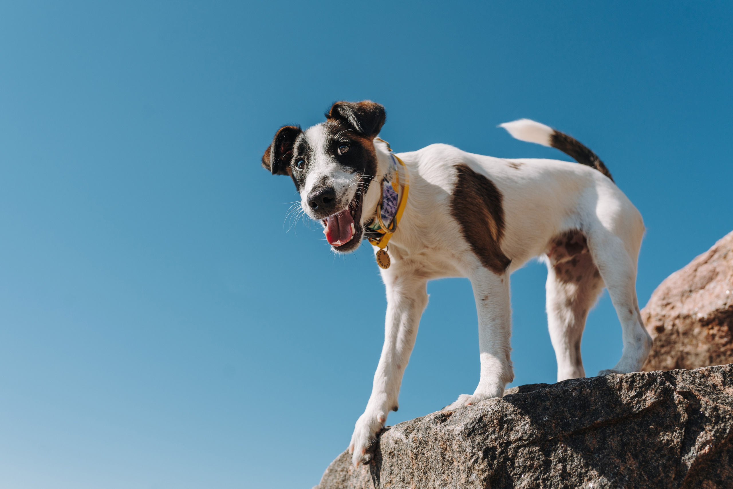 Цены за фотосессию с собакой. Фотограф анималист в Спб недорого Олеся Майорова