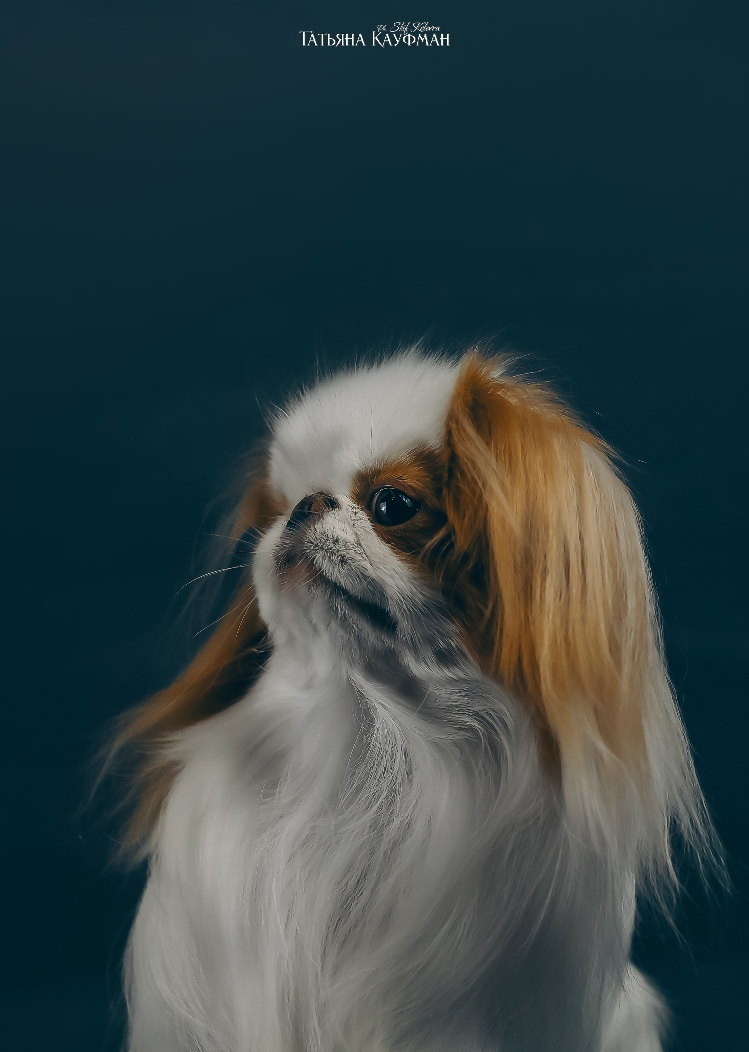 Японский хин, фотография японский хин, красивая собака, фотограф анималист, фотокурс Анималистика, научиться фотографировать собак, фотограф Новосибирск, фотостудия Скифки, студийная фотография