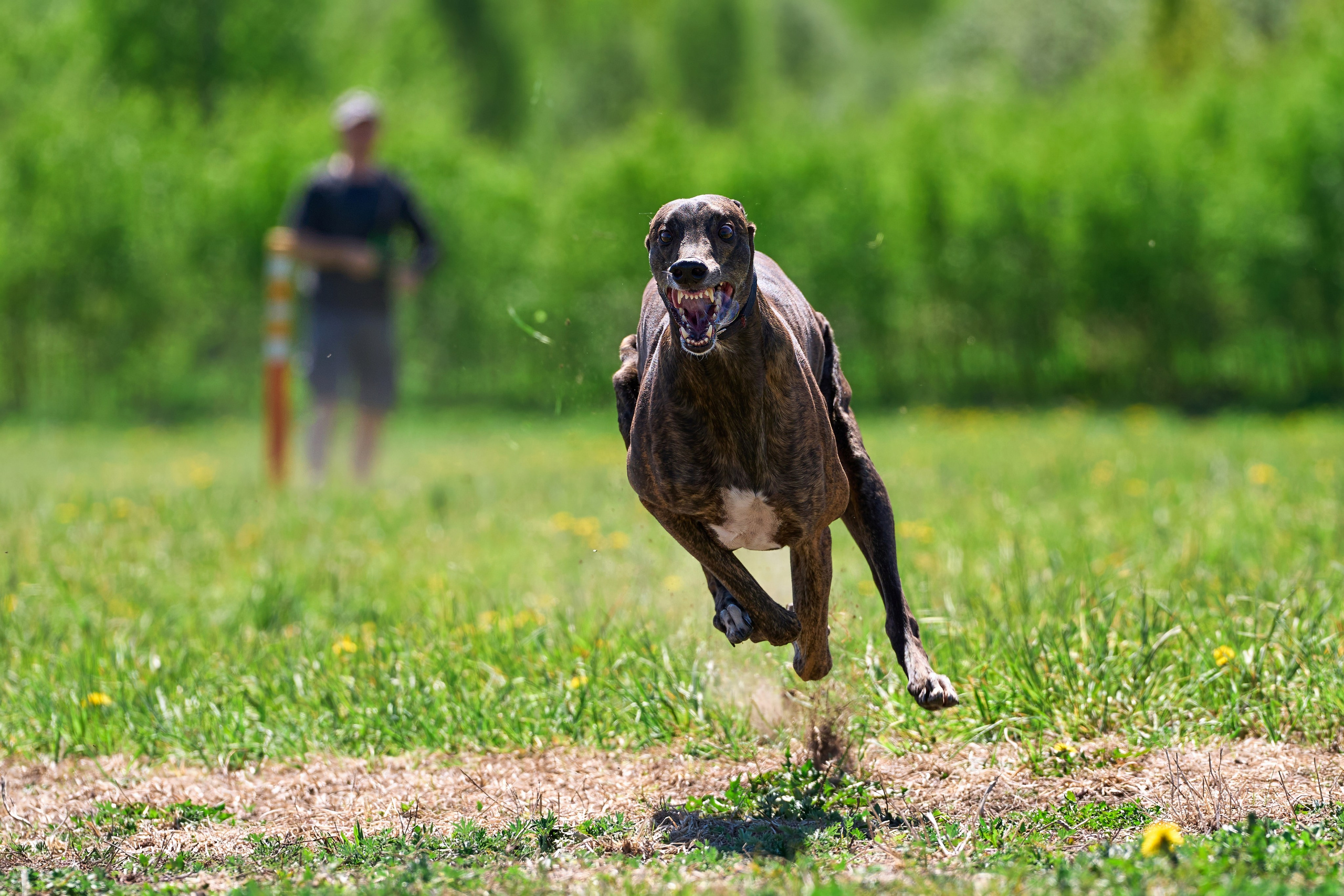 Тренировка по курсингу «на Ярославке». Фотограф-анималист Михаил Манухин