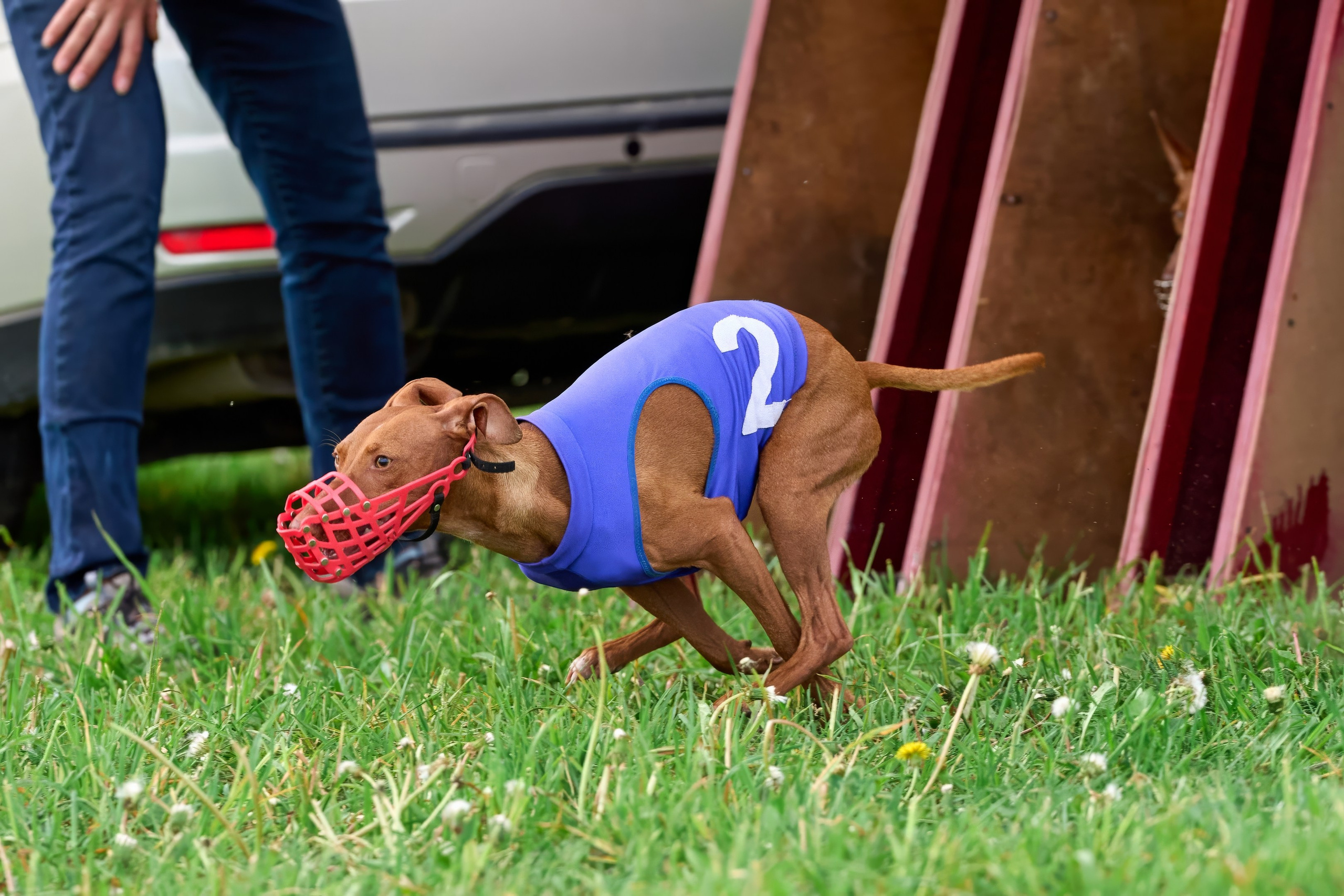 Квалификация по рейсингу. РАЛББ и Курсинг на Ярославке. Фотограф-анималист Михаил Манухин