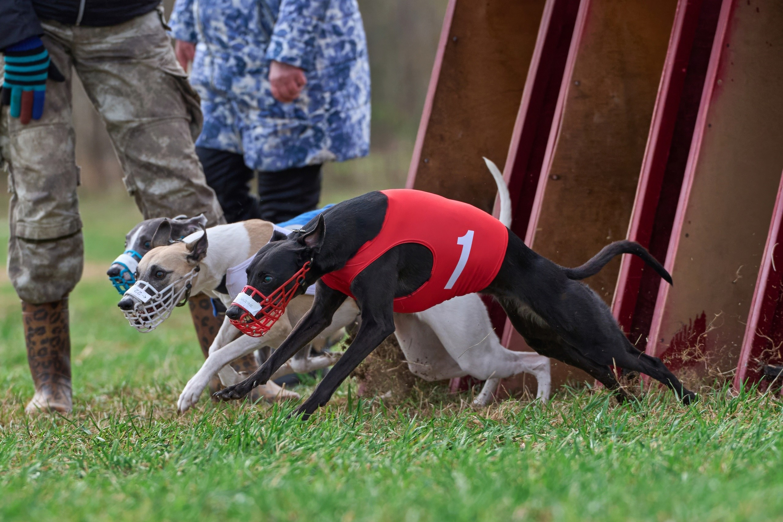 Квалификация по рейсингу. Фотограф-анималист Михаил Манухин