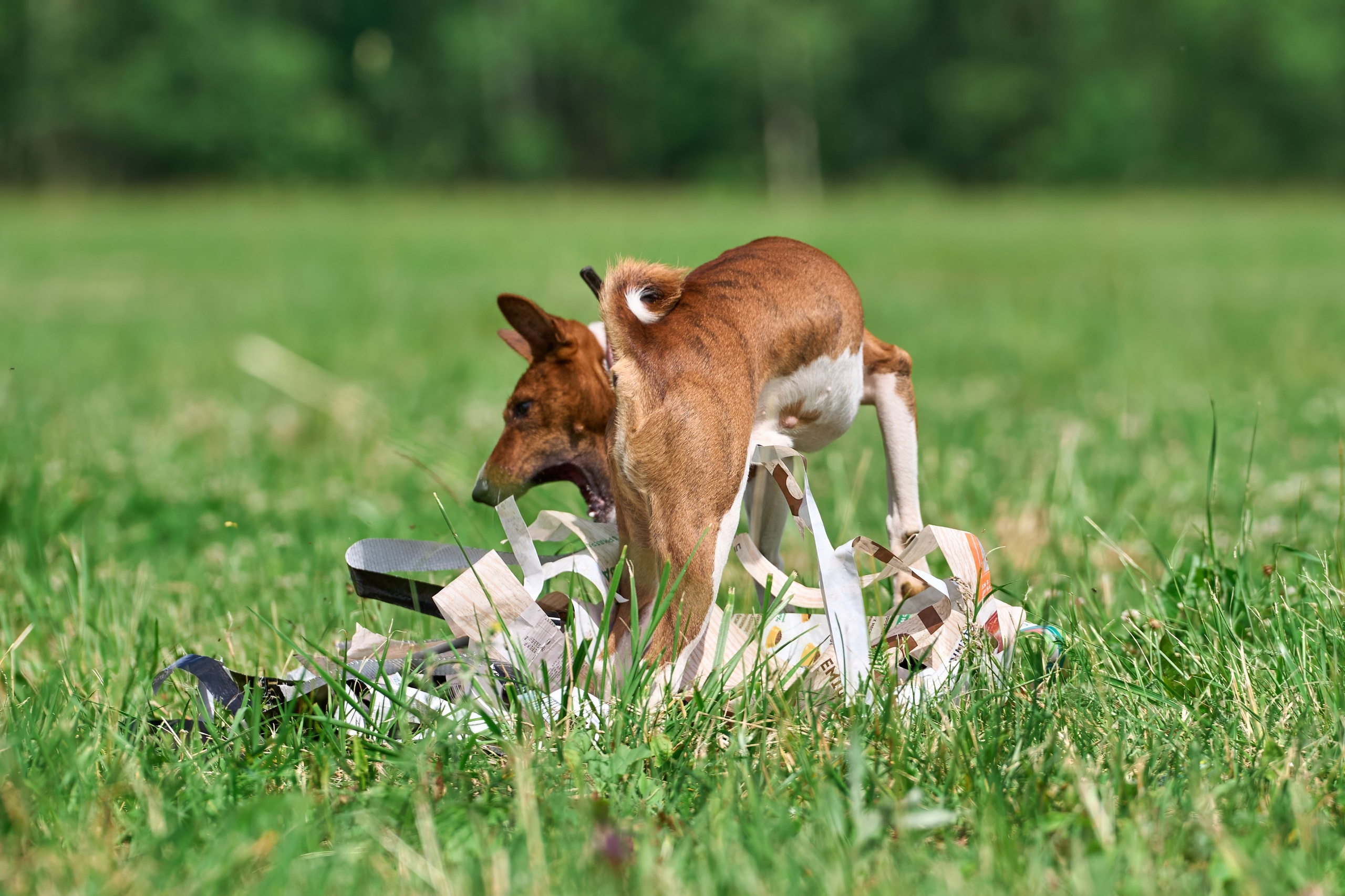 Тренировка по курсингу в Донино. Фотограф-анималист Михаил Манухин