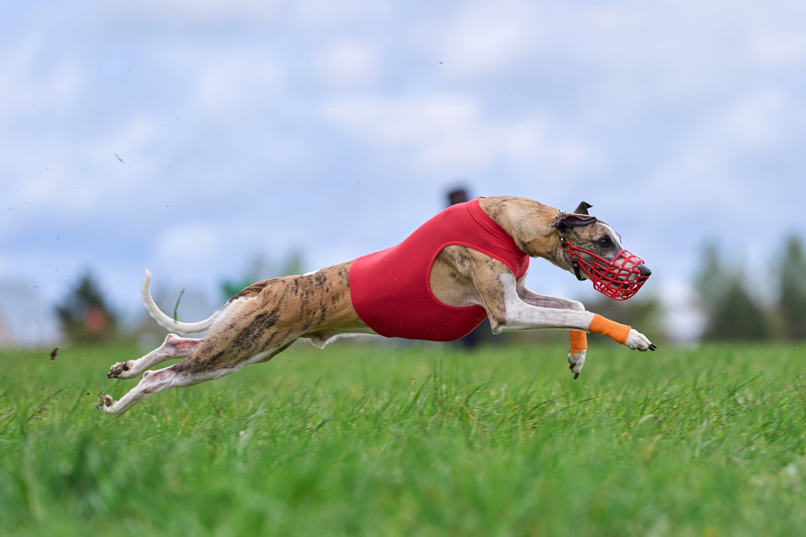 ПЧРКФ по курсингу. Фотограф-анималист Михаил Манухин