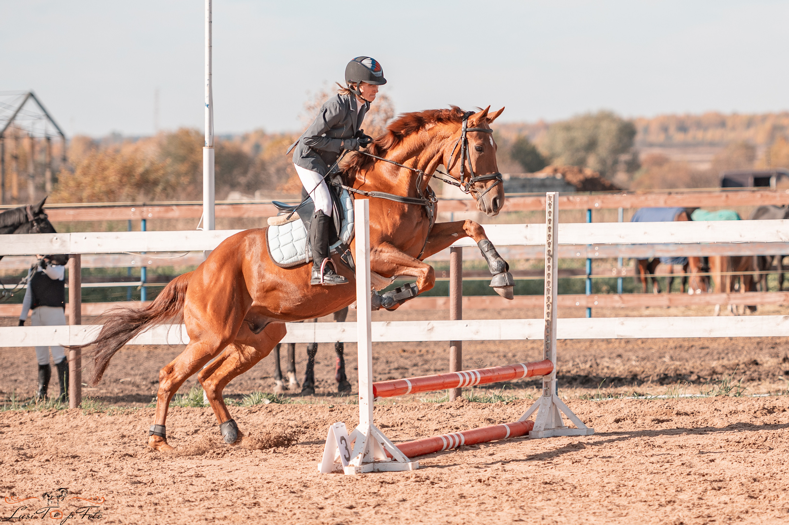Открытая тренировка КК «Резвая». Конный и фотограф с животными в Твери Топталова Люся