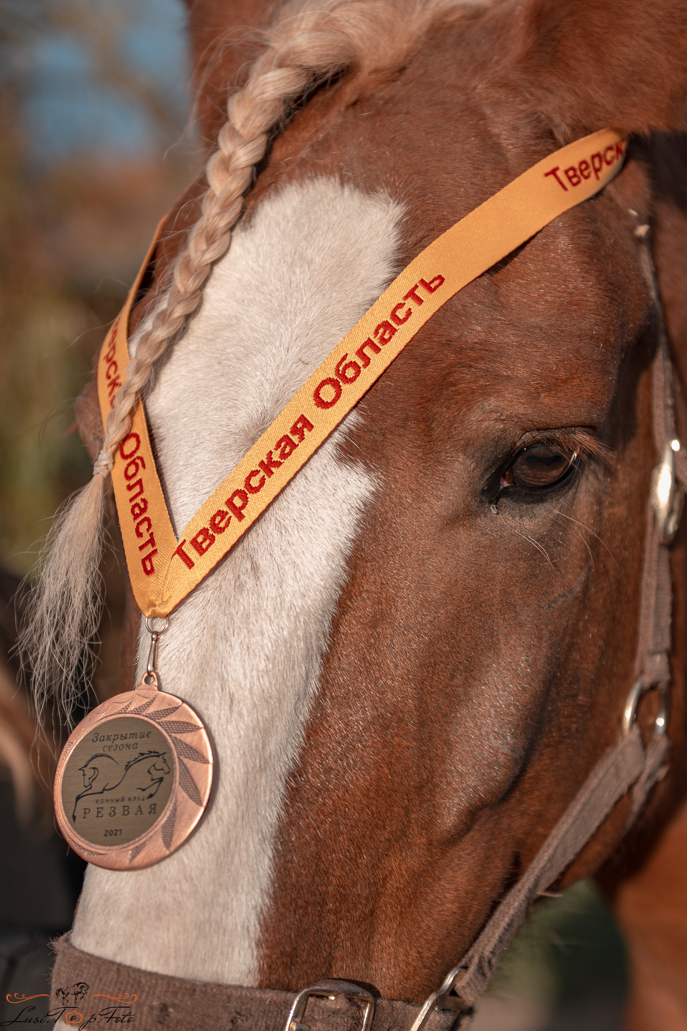 Открытая тренировка КК «Резвая». Конный и фотограф с животными в Твери Топталова Люся