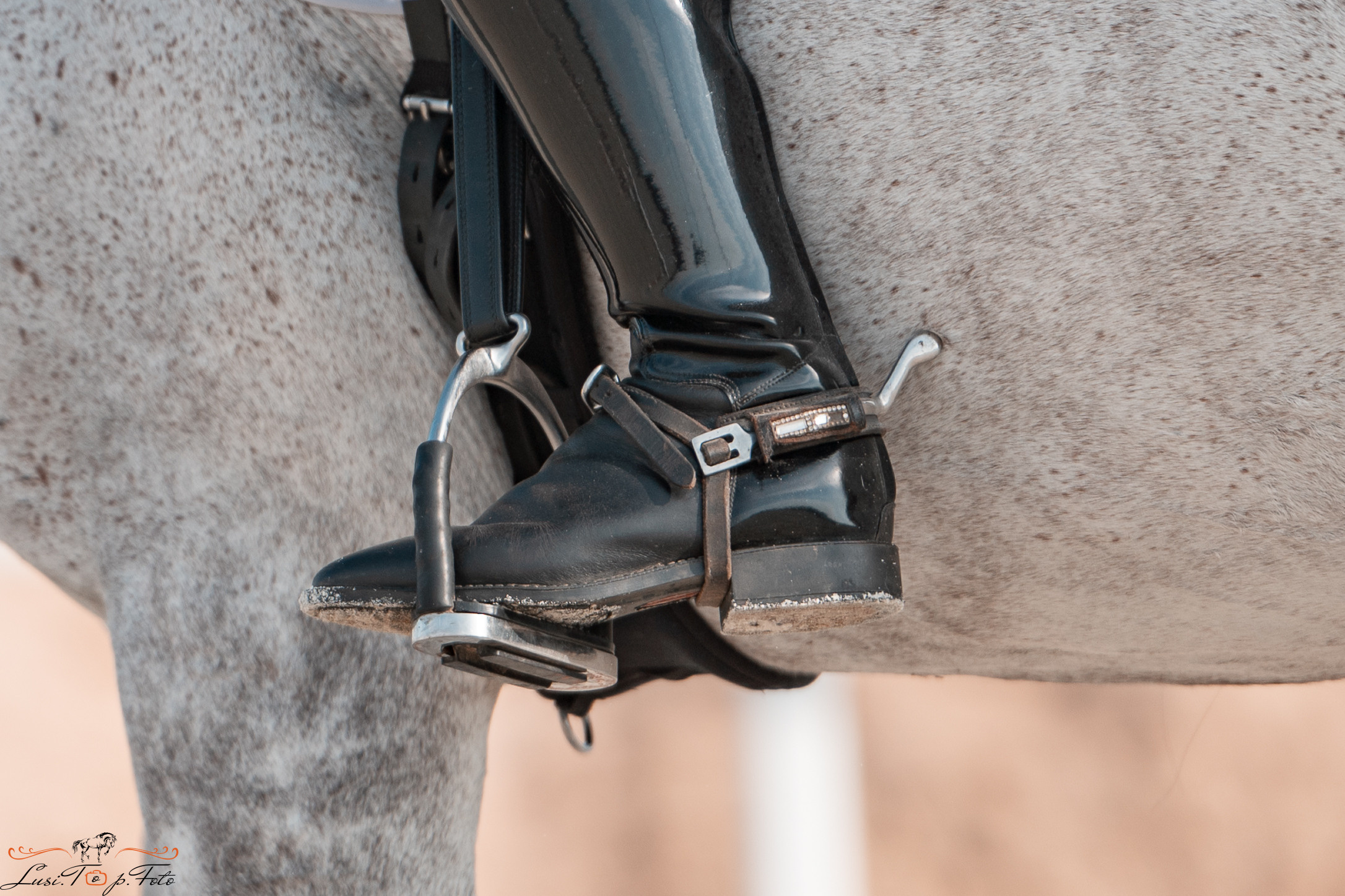 Открытая тренировка по выездке в КК Equipark. Конный и фотограф с животными в Твери Топталова Люся