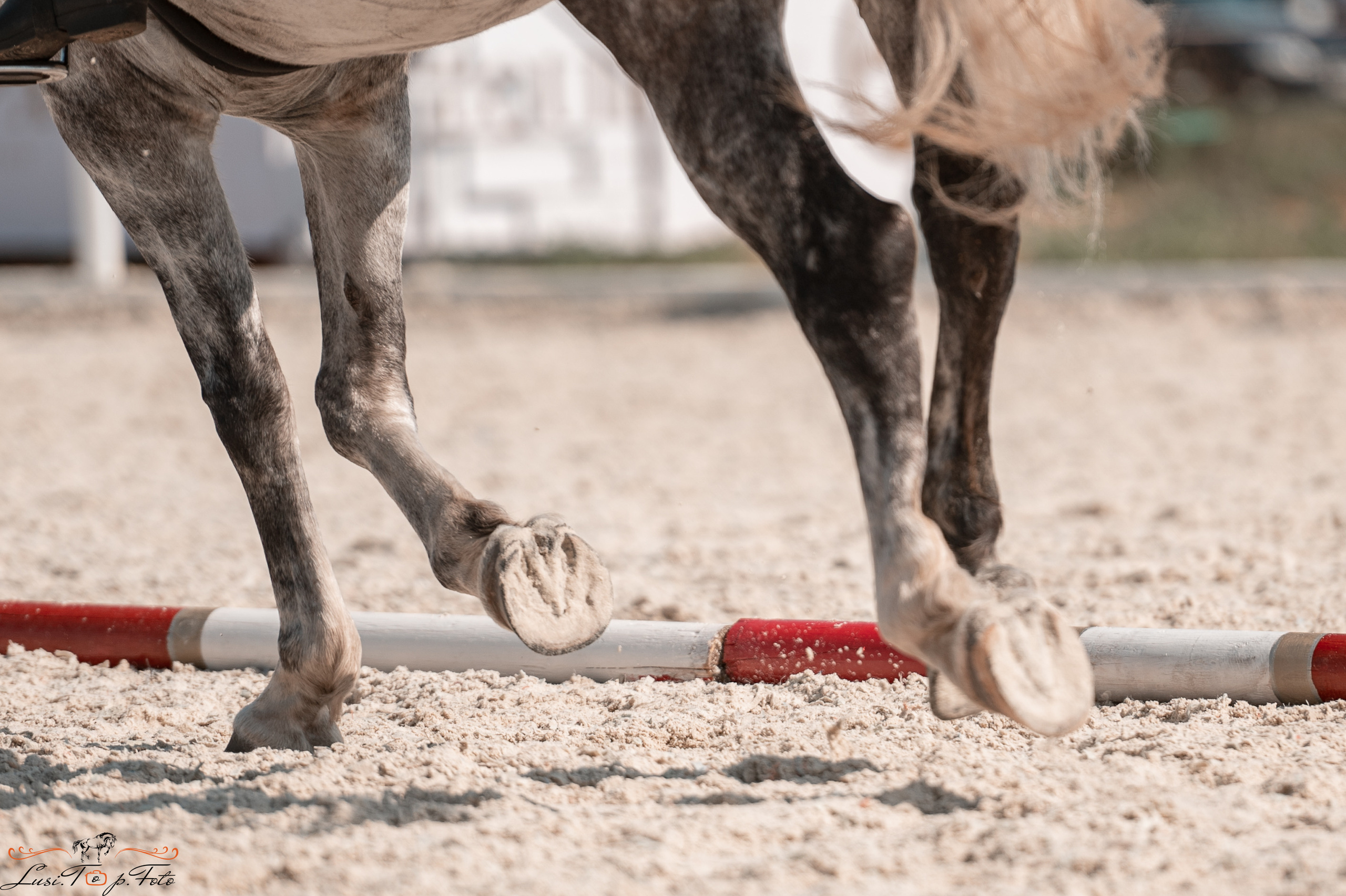 Открытая тренировка по выездке в КК Equipark. Конный и фотограф с животными в Твери Топталова Люся