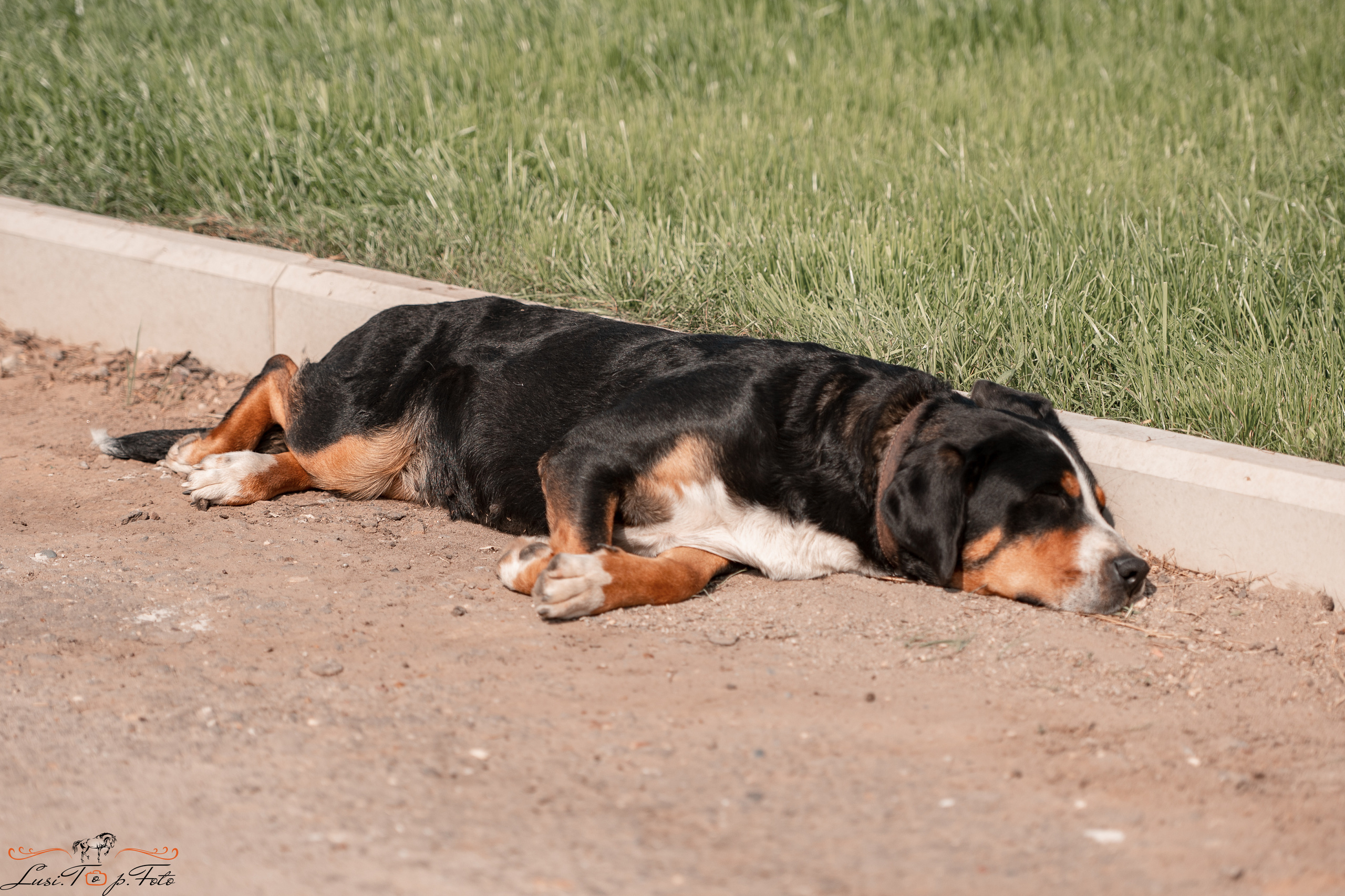 Открытая тренировка по конкуру в КК Equipark. Конный и фотограф с животными в Твери Топталова Люся
