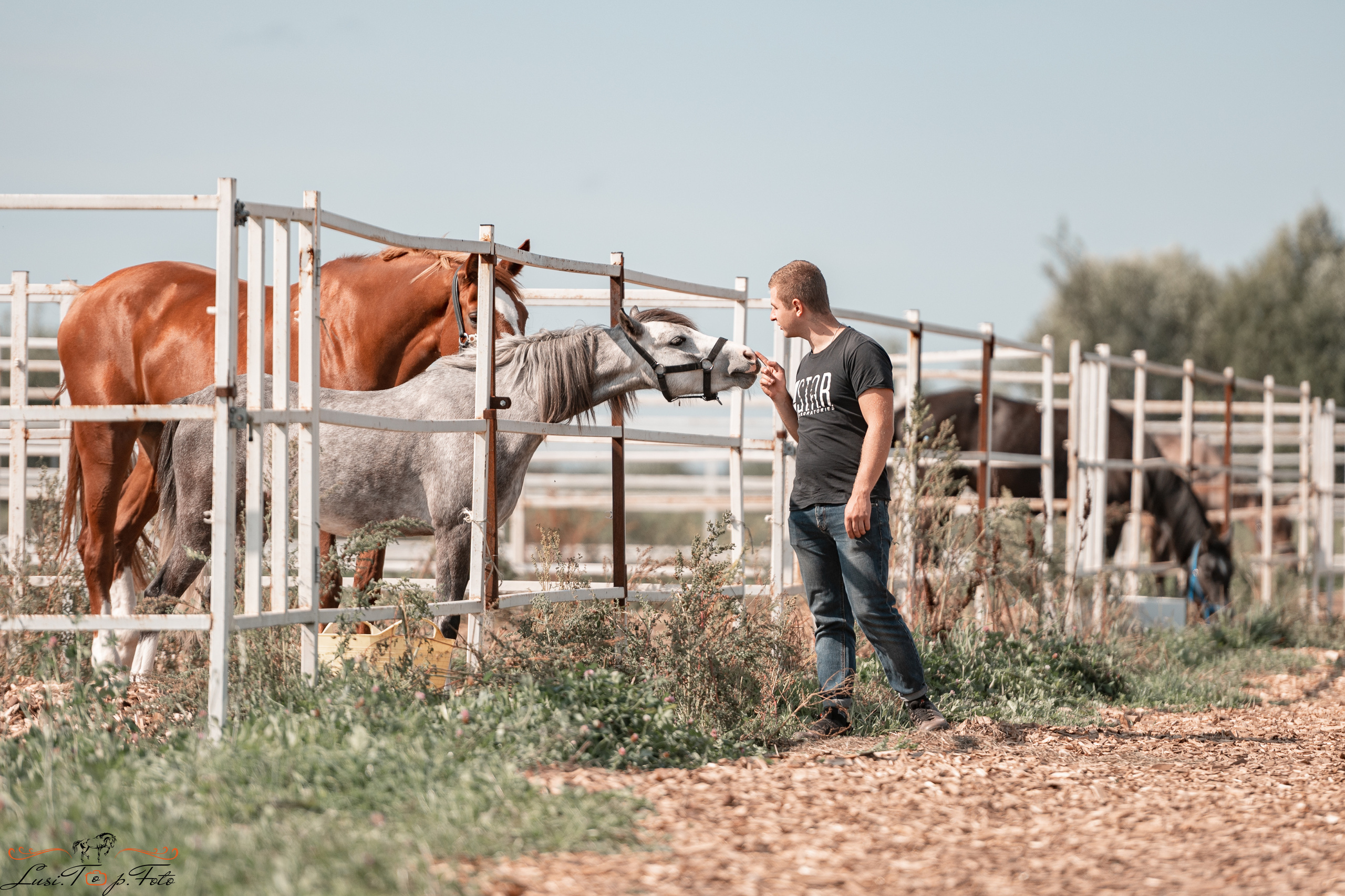 Открытая тренировка по выездке в КК Equipark. Конный и фотограф с животными в Твери Топталова Люся