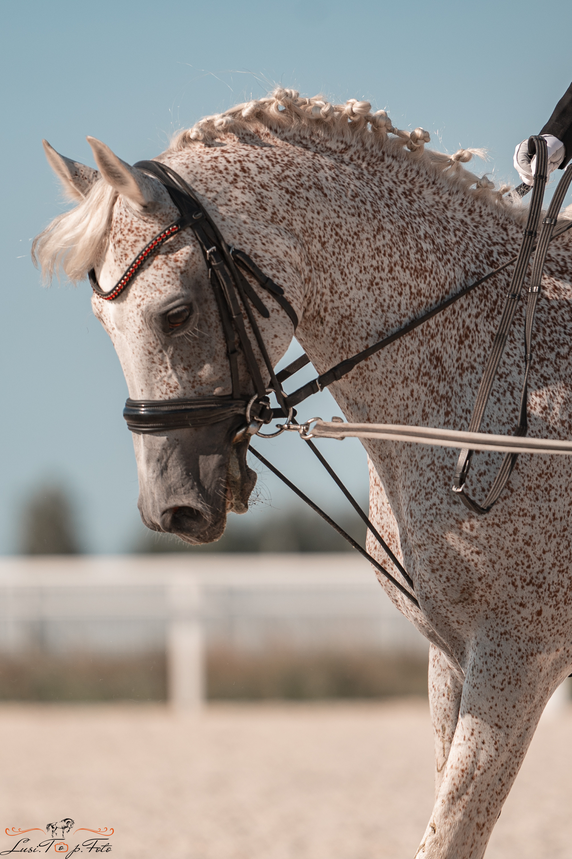 Открытая тренировка по выездке в КК Equipark. Конный и фотограф с животными в Твери Топталова Люся