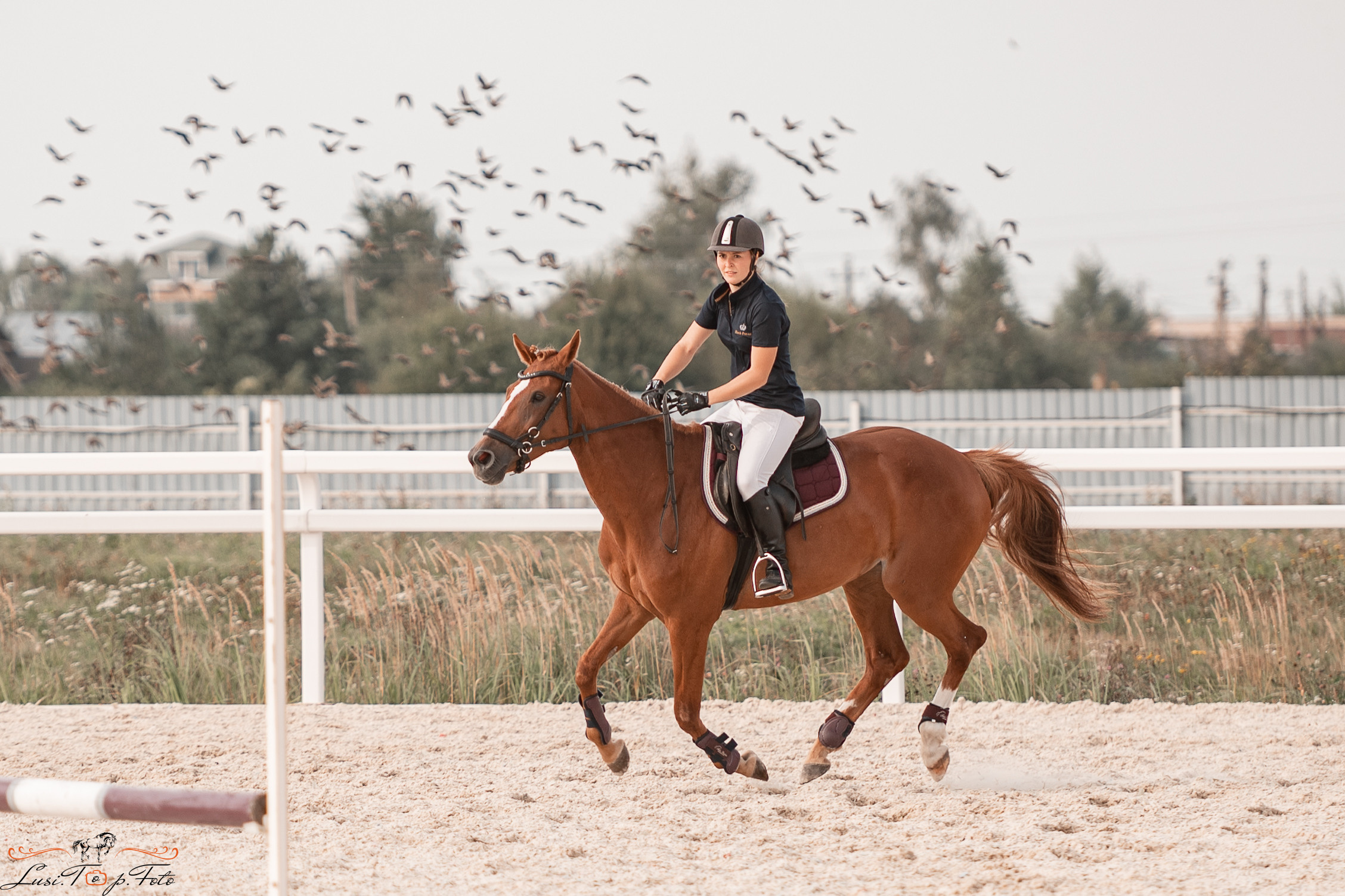 Открытая тренировка по конкуру в КК Equipark. Конный и фотограф с животными в Твери Топталова Люся