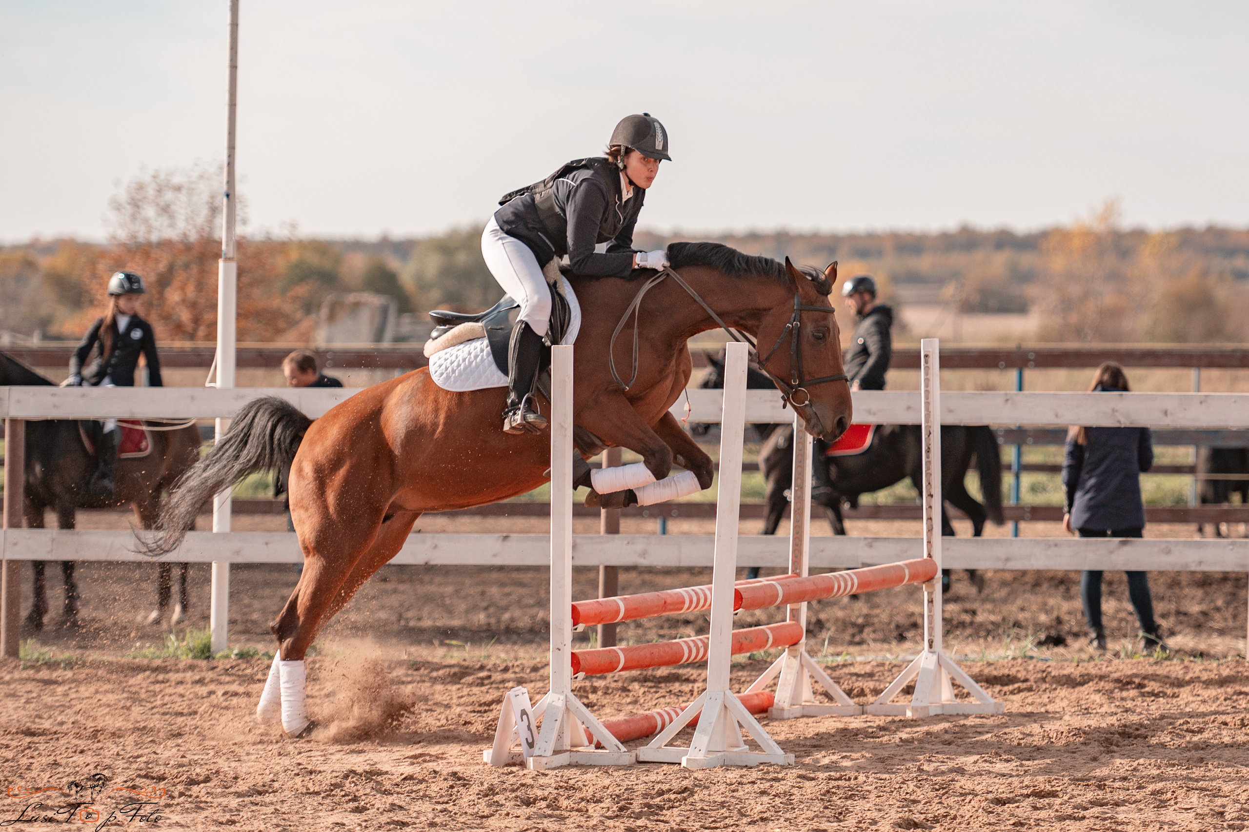 Открытая тренировка КК «Резвая». Конный и фотограф с животными в Твери Топталова Люся