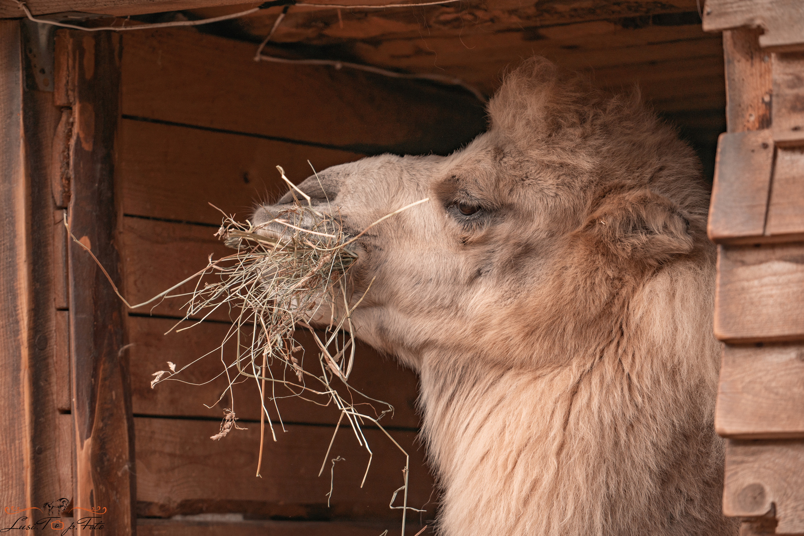 КК Траверсале Конкур. Конный и фотограф с животными в Твери Топталова Люся