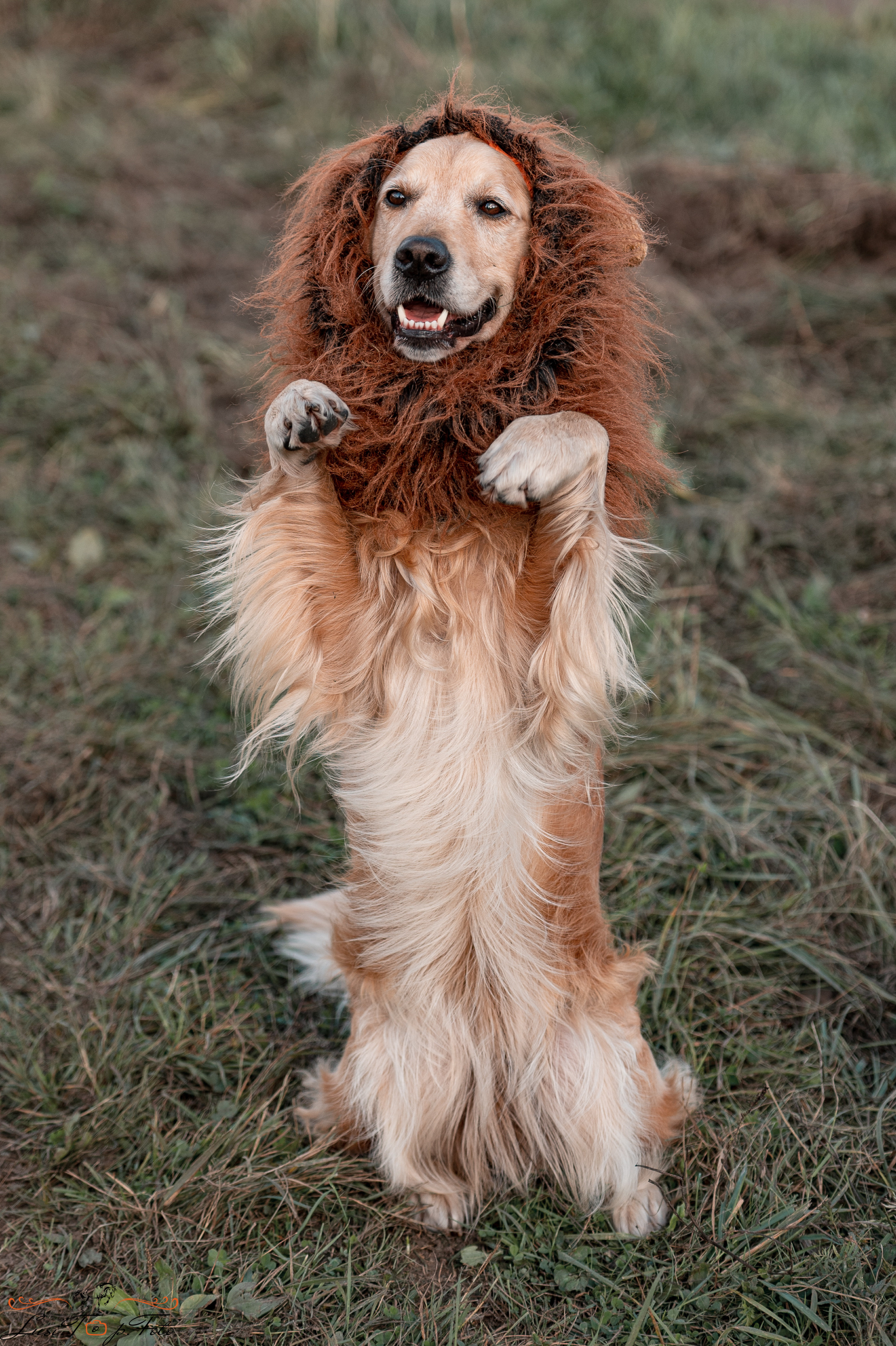 Турнир по выездке и конкуру памяти Н. Ю. Серовой (второй день — конкур). Конный и фотограф с животными в Твери Топталова Люся