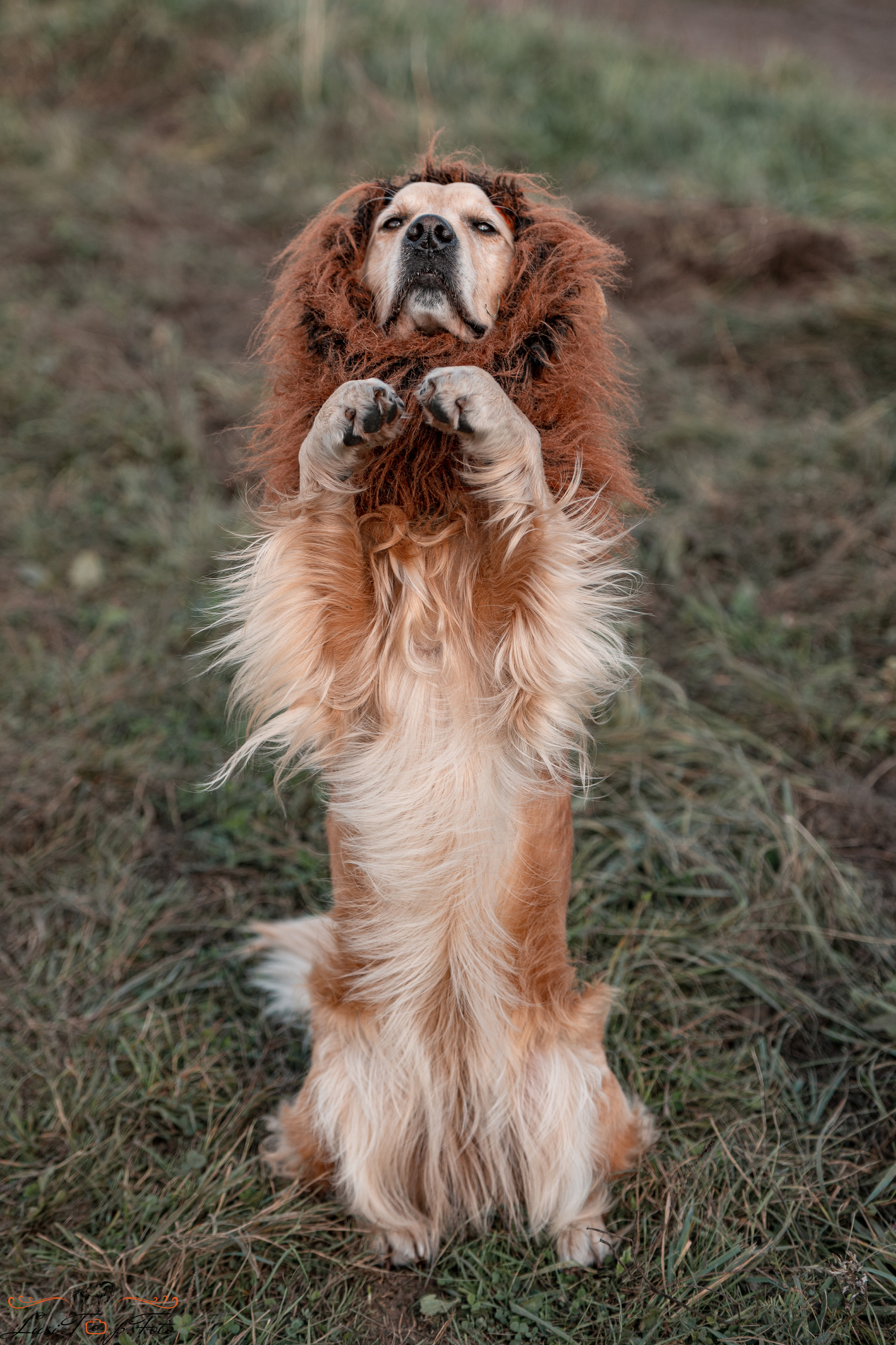 Турнир по выездке и конкуру памяти Н. Ю. Серовой (второй день — конкур). Конный и фотограф с животными в Твери Топталова Люся