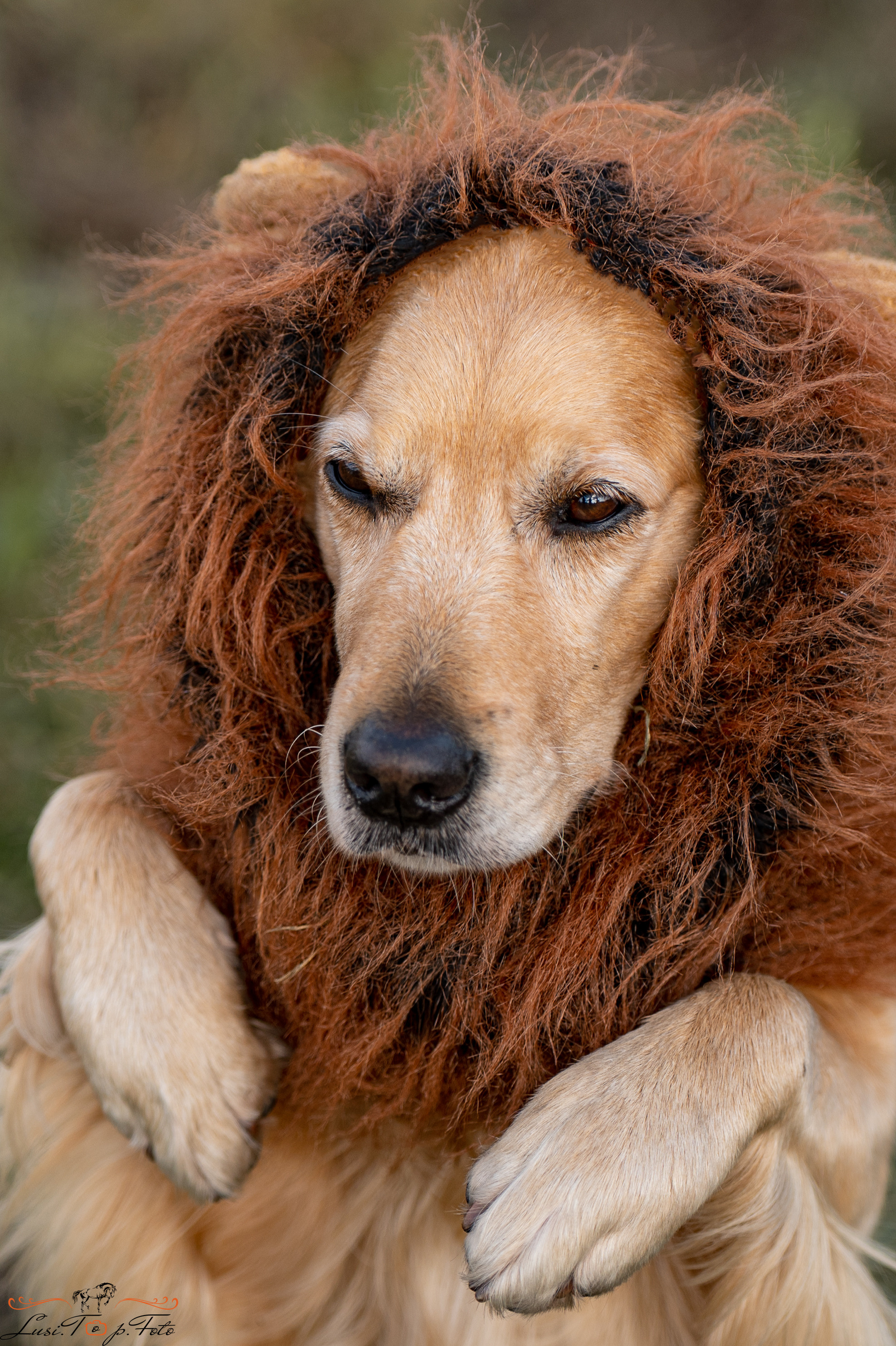 Турнир по выездке и конкуру памяти Н. Ю. Серовой (второй день — конкур). Конный и фотограф с животными в Твери Топталова Люся