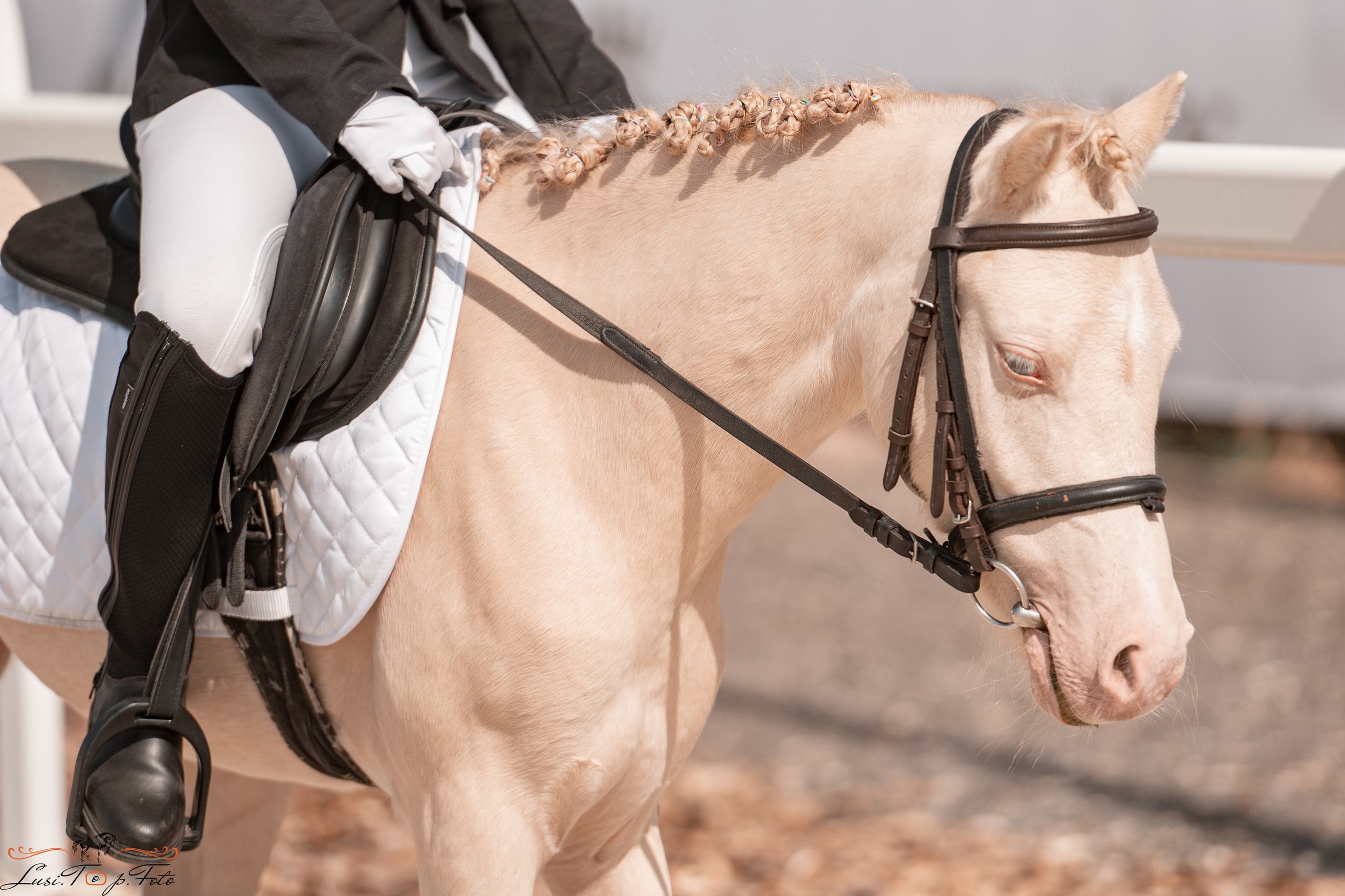Открытая тренировка по выездке в КК Equipark. Конный и фотограф с животными в Твери Топталова Люся