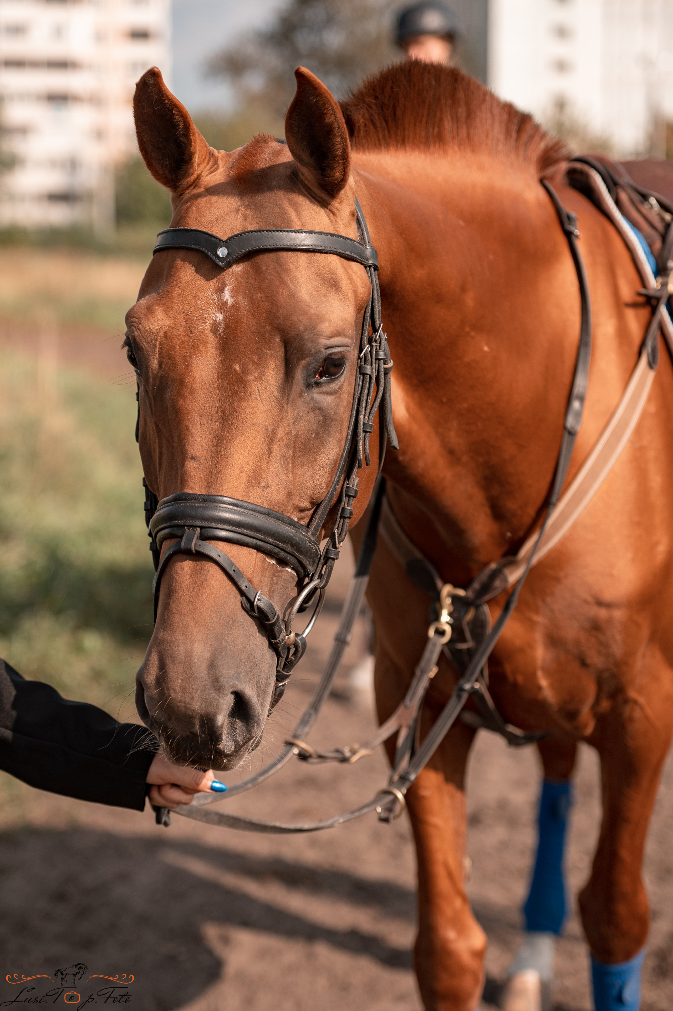 Турнир по выездке и конкуру памяти Н. Ю. Серовой (второй день — конкур). Конный и фотограф с животными в Твери Топталова Люся