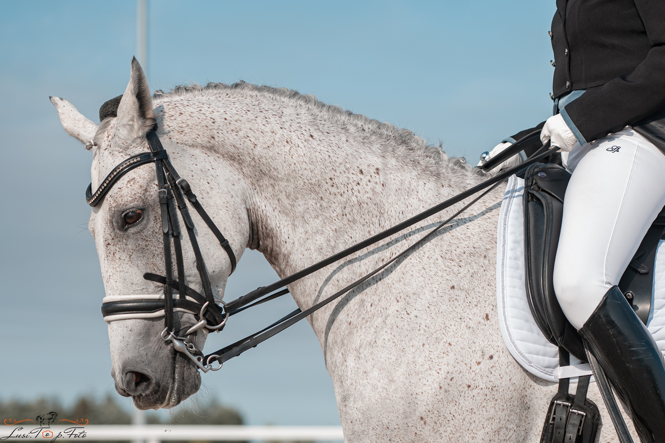 Открытая тренировка по выездке в КК Equipark. Конный и фотограф с животными в Твери Топталова Люся