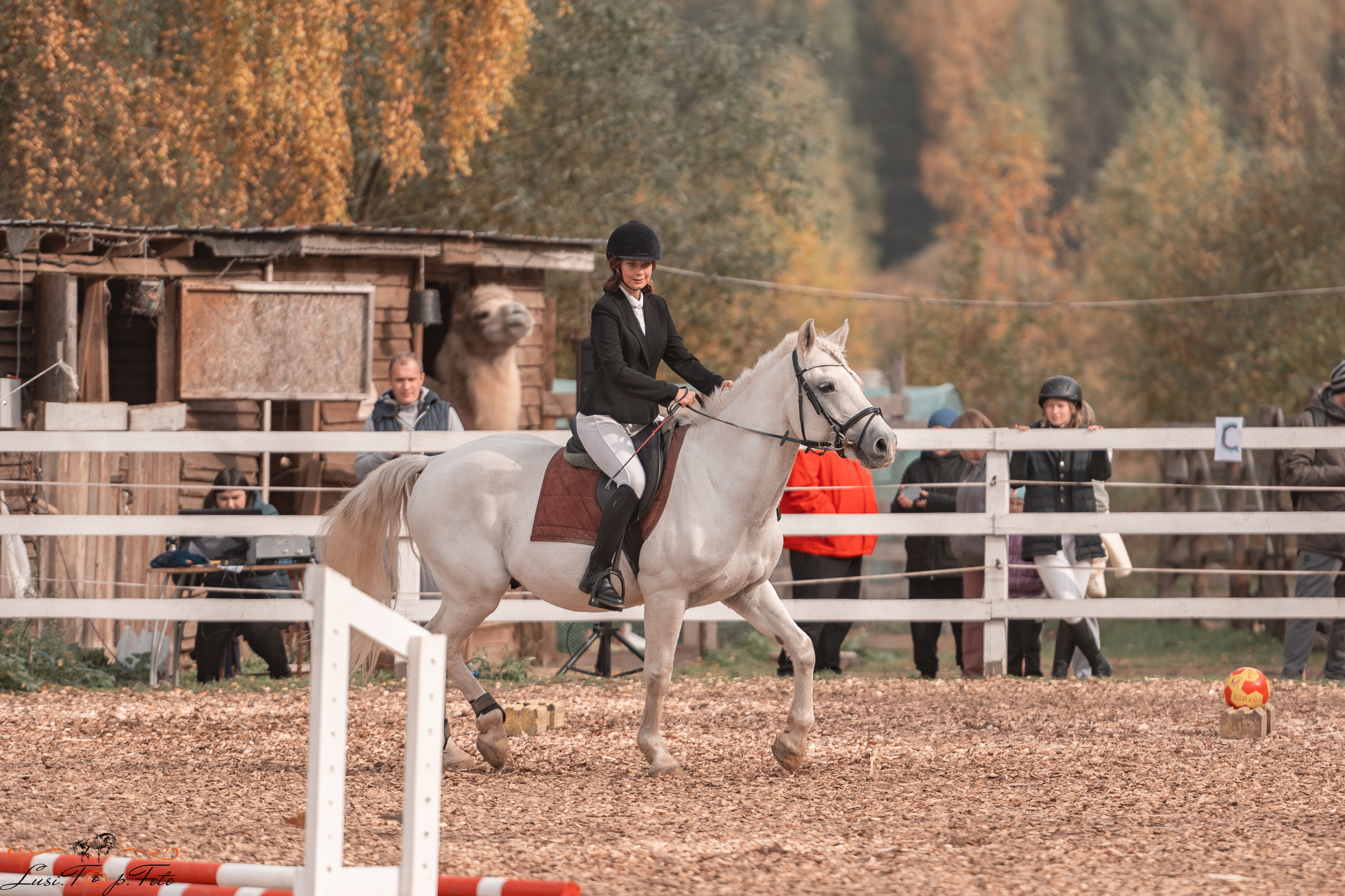 КК Траверсале Конкур. Конный и фотограф с животными в Твери Топталова Люся